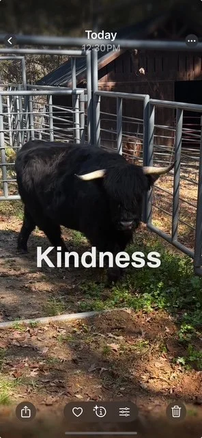 Kindness - Highland Cattle