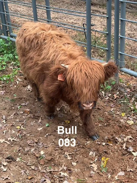 Bull 083 - Highland Cattle