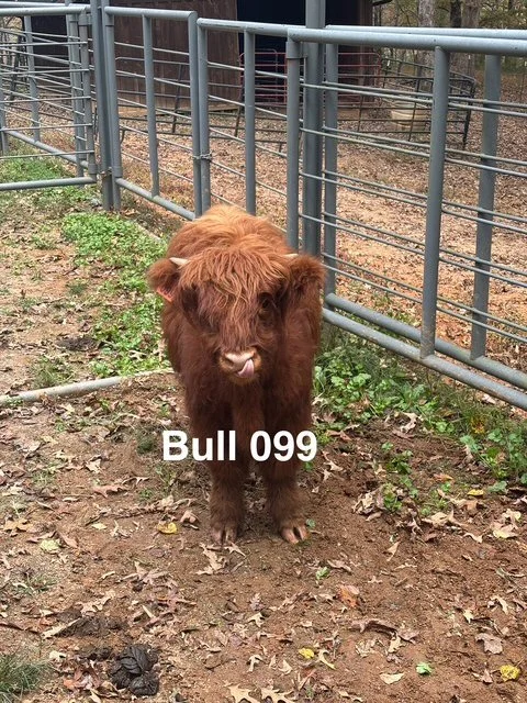 Bull 099 - Highland Cattle