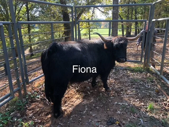 Fiona - Highland Cattle
