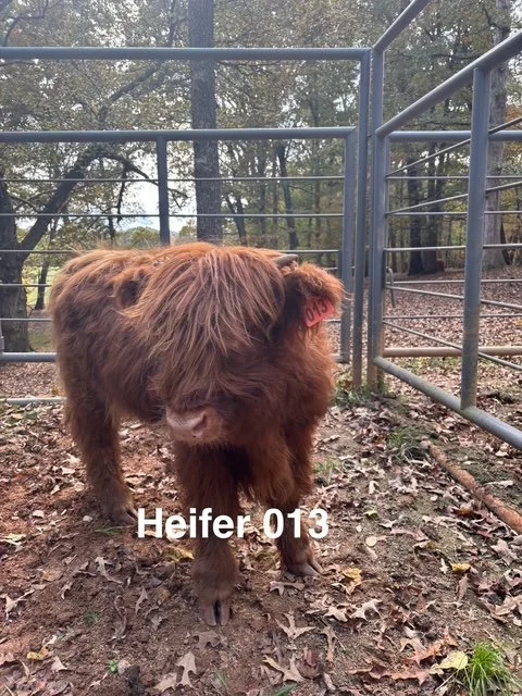 Heifer 013 - Highland Cattle