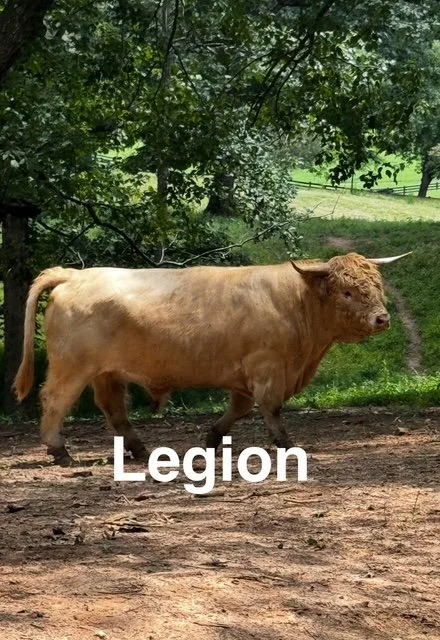 Legion - Highland Cattle