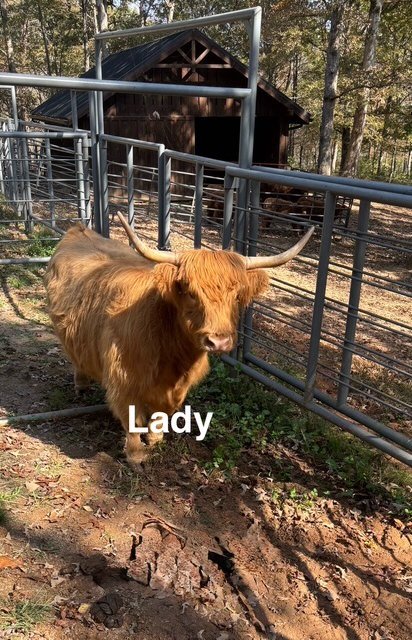 Lady - Highland Cattle