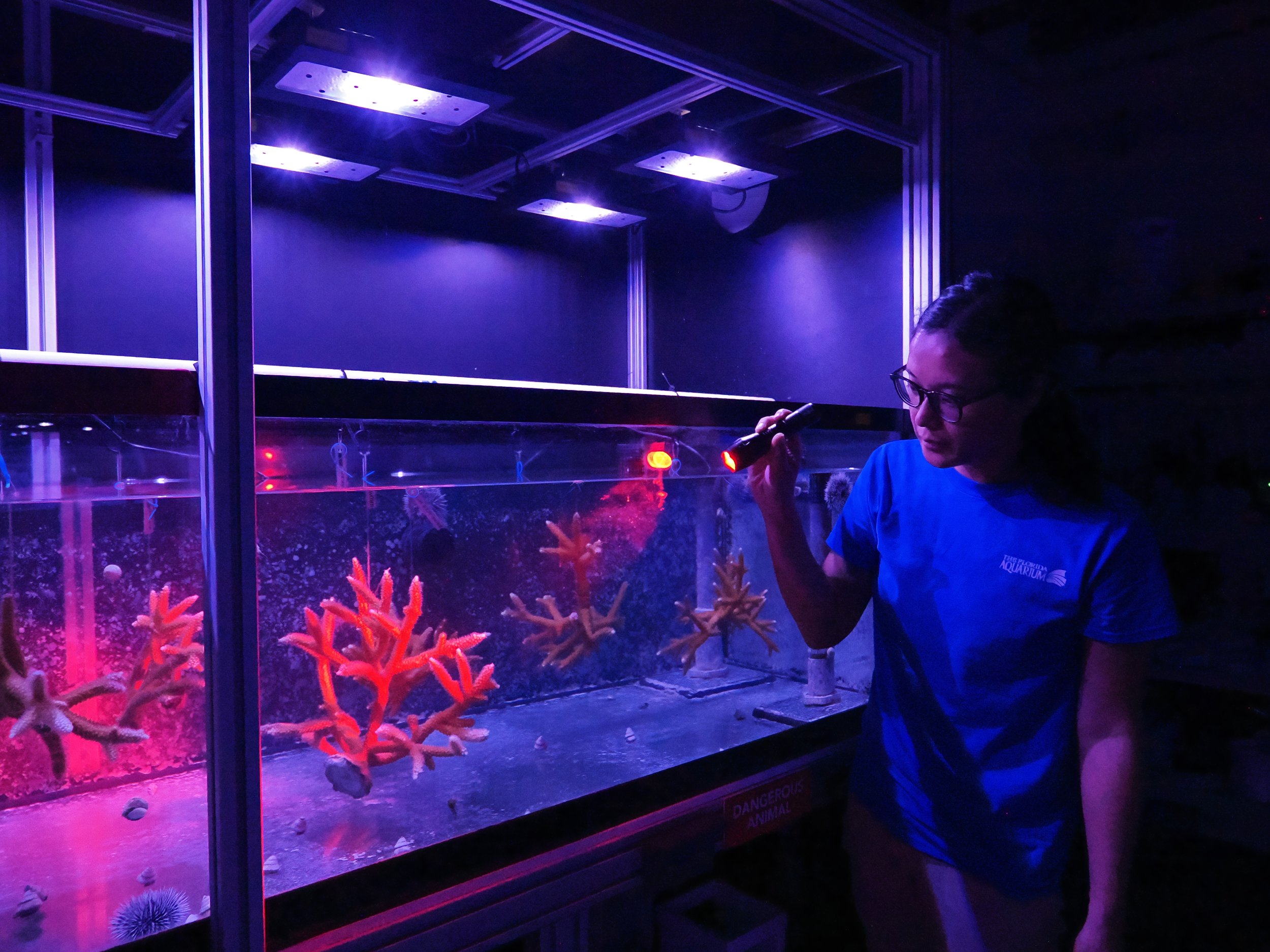 A woman with glasses and a blue shirt observing an aquarium display with colorful coral and sea creatures illuminated by purple and pink lights.