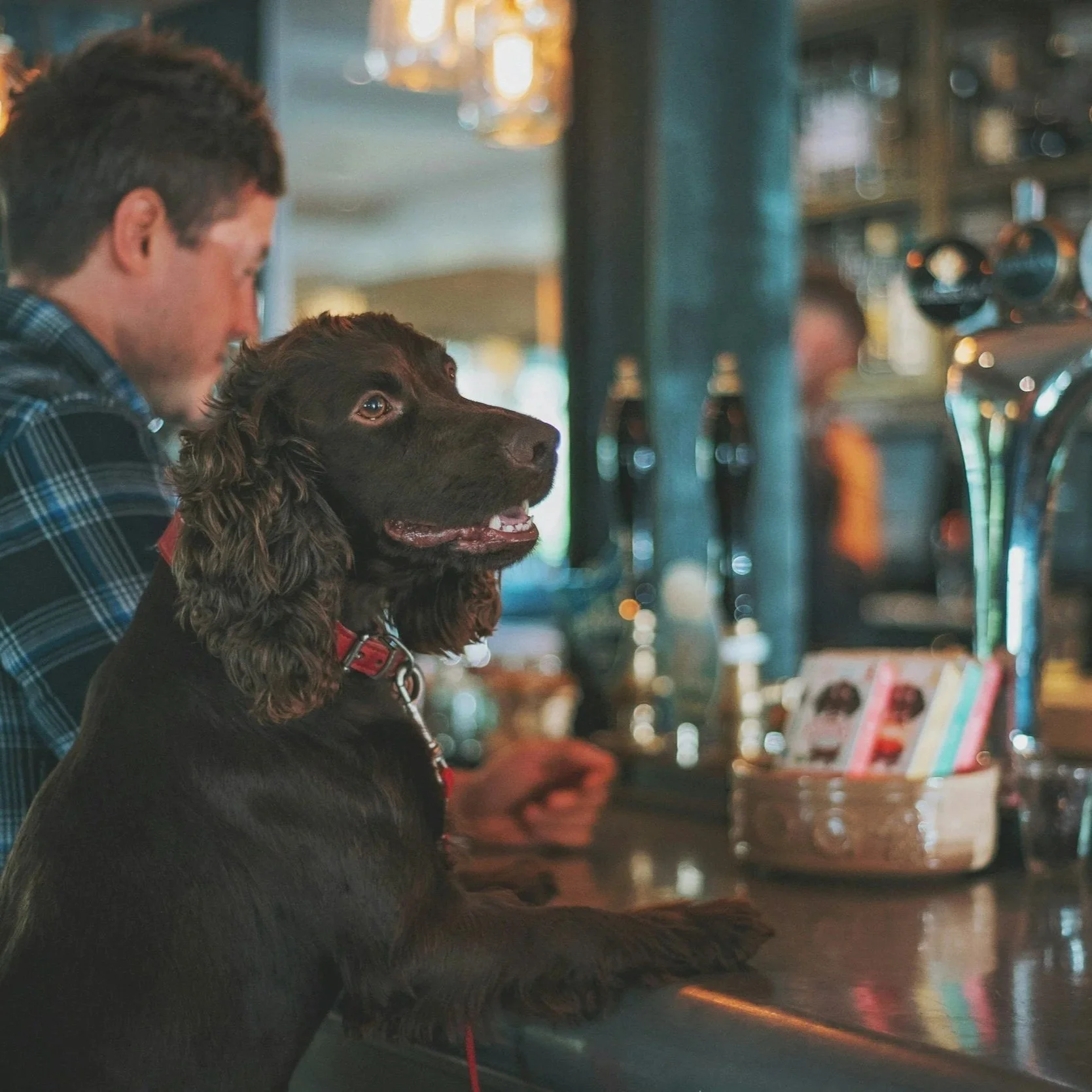 Dog Friendly