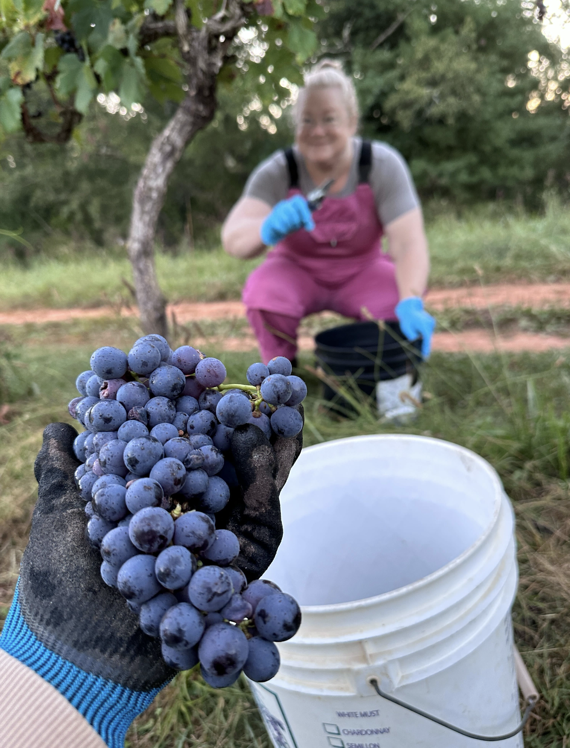 Freshly picked purple wine grapes held in a gloved hand during harvest, with another harvest helper working among the vines at Addison Farms Vineyard in Leicester, North Carolina.