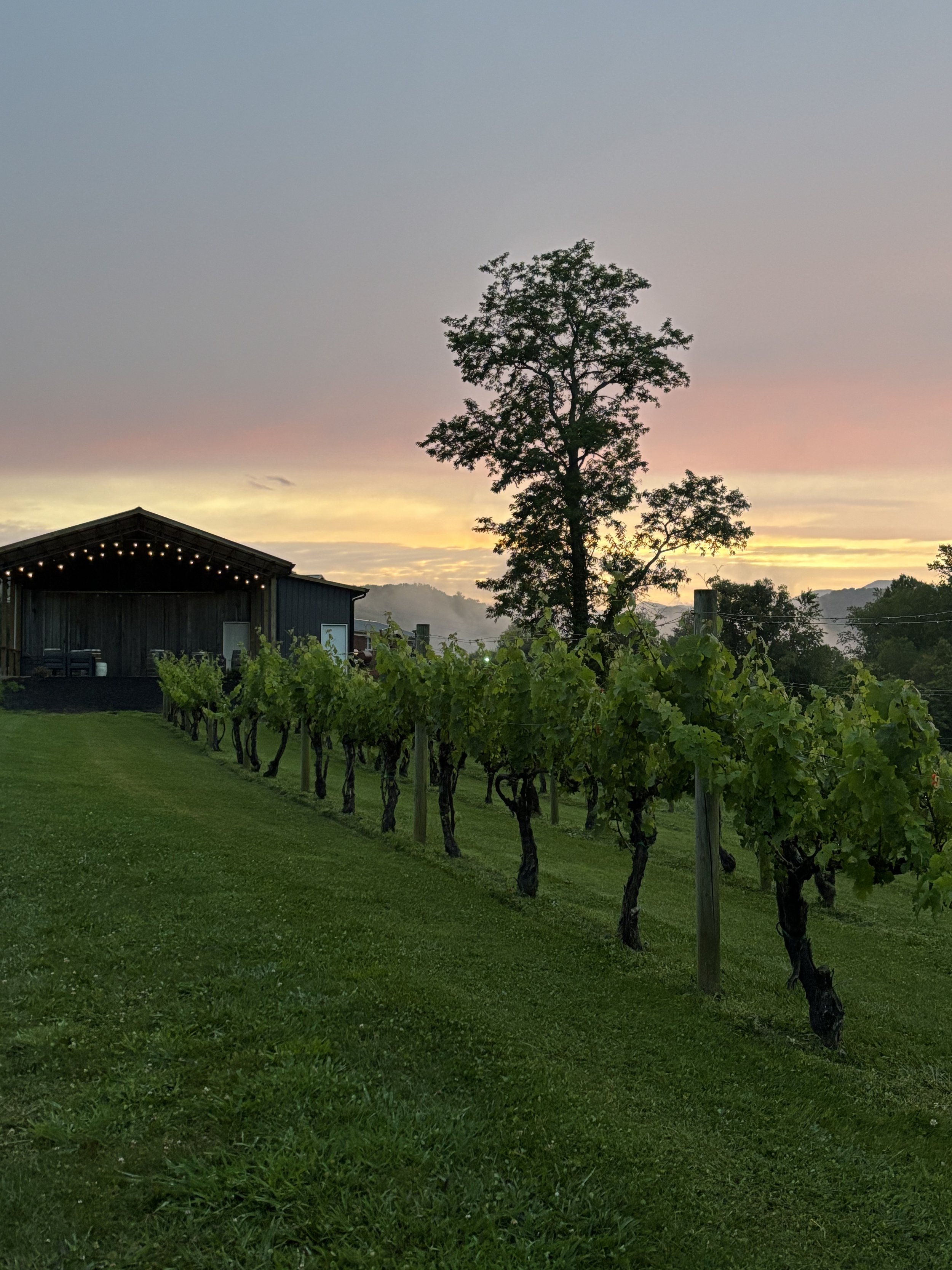 Afternoon Jazz in the Vineyard
