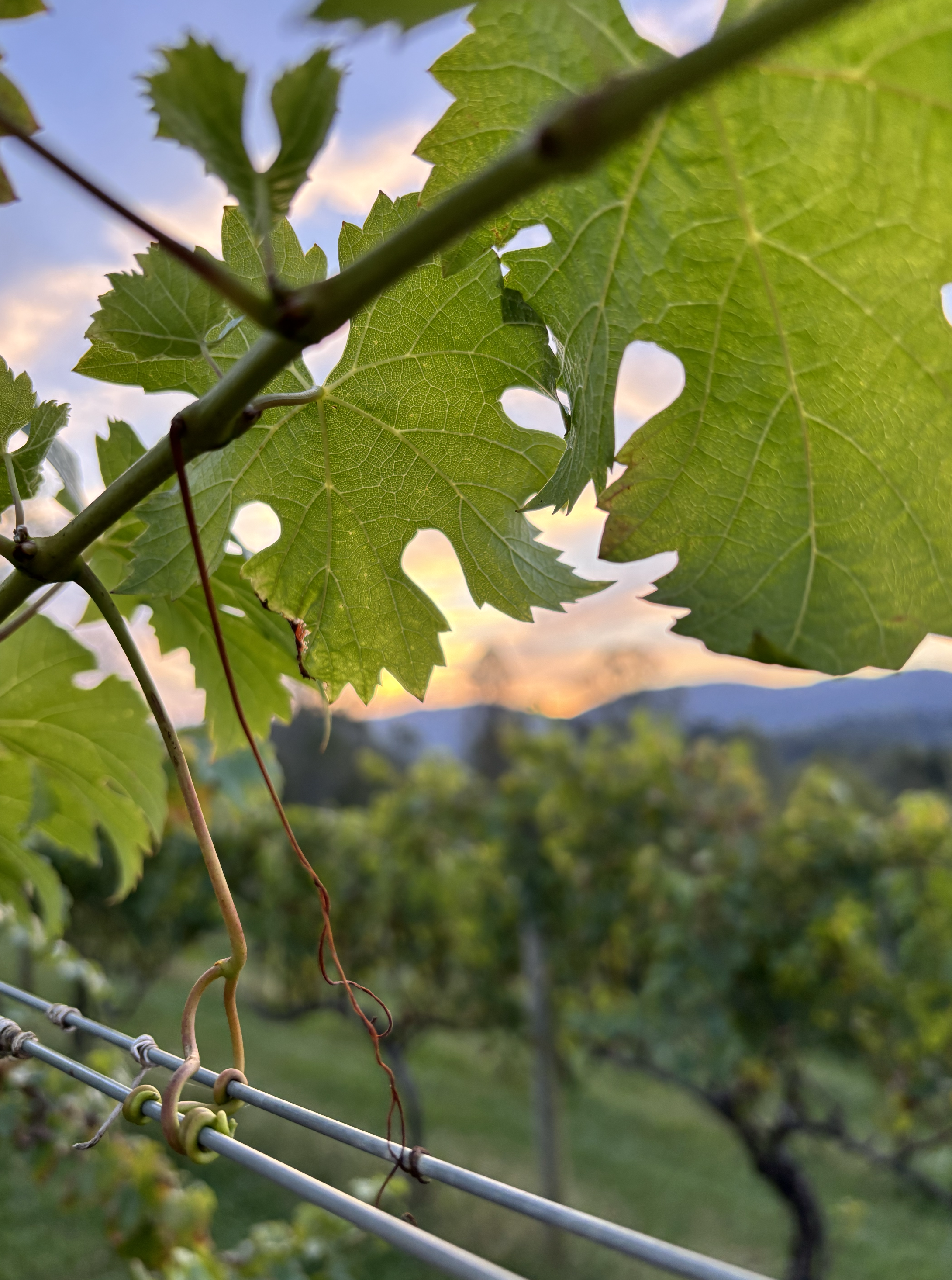 The Loudes Duo | Live Music at the Vineyard