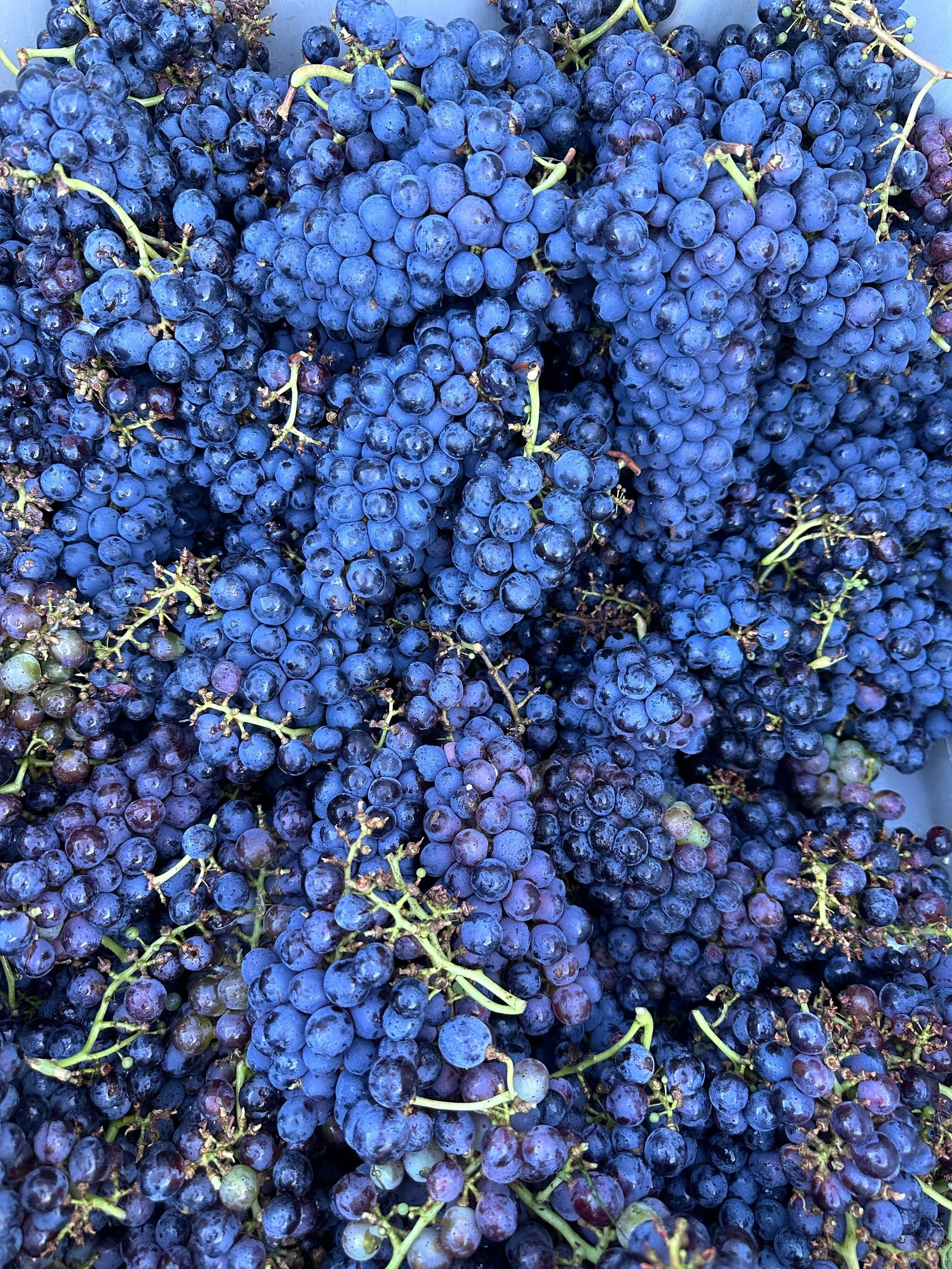 Looking into a bin of picked red wine grapes