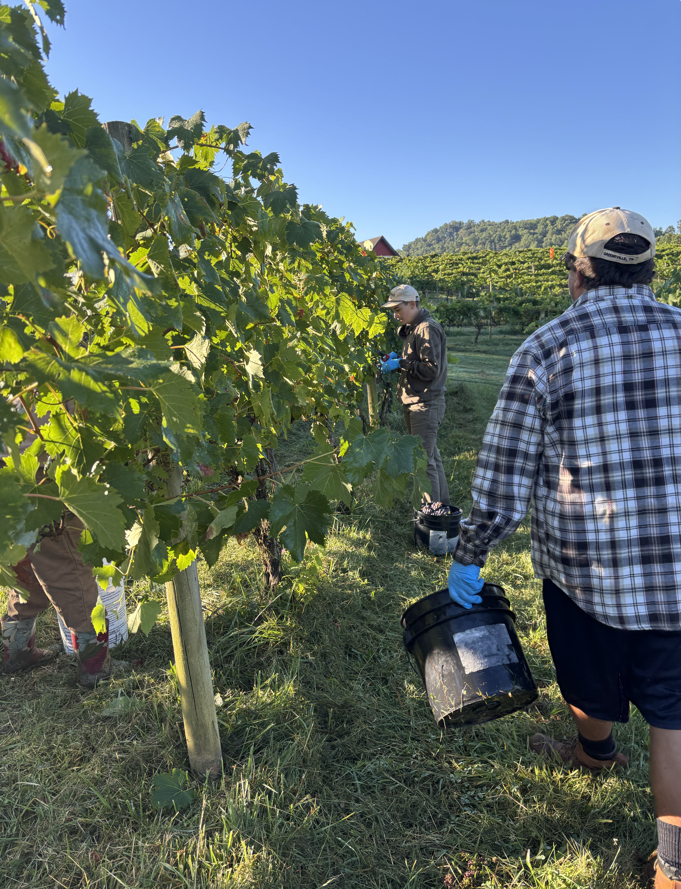 Harvest helpers picking ripe wine grapes by hand in the vineyard at Addison Farms Vineyard in Leicester, North Carolina.