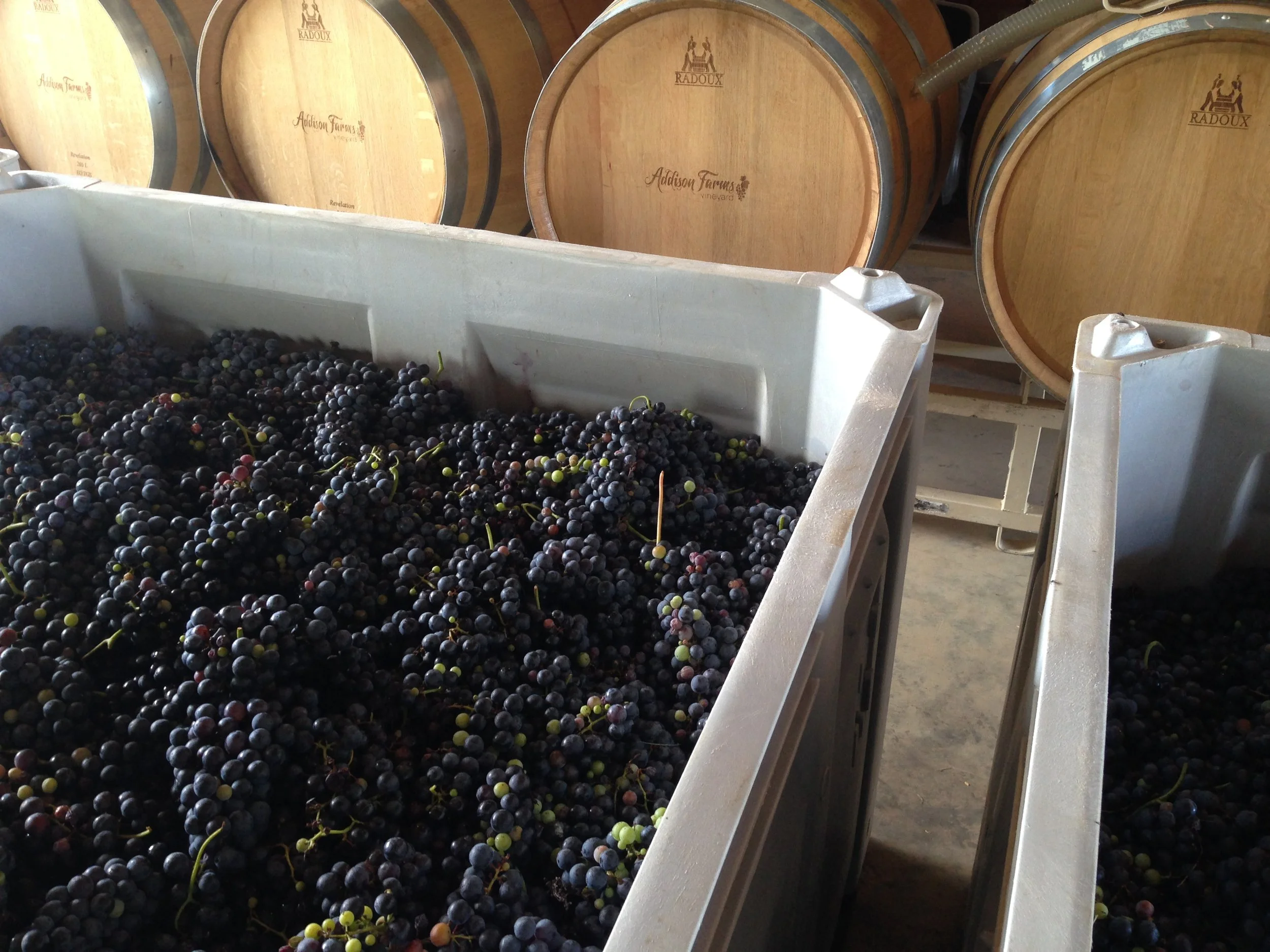 Freshly harvested purple wine grapes collected in a harvest bin beside oak wine barrels at Addison Farms Vineyard in Leicester, North Carolina.
