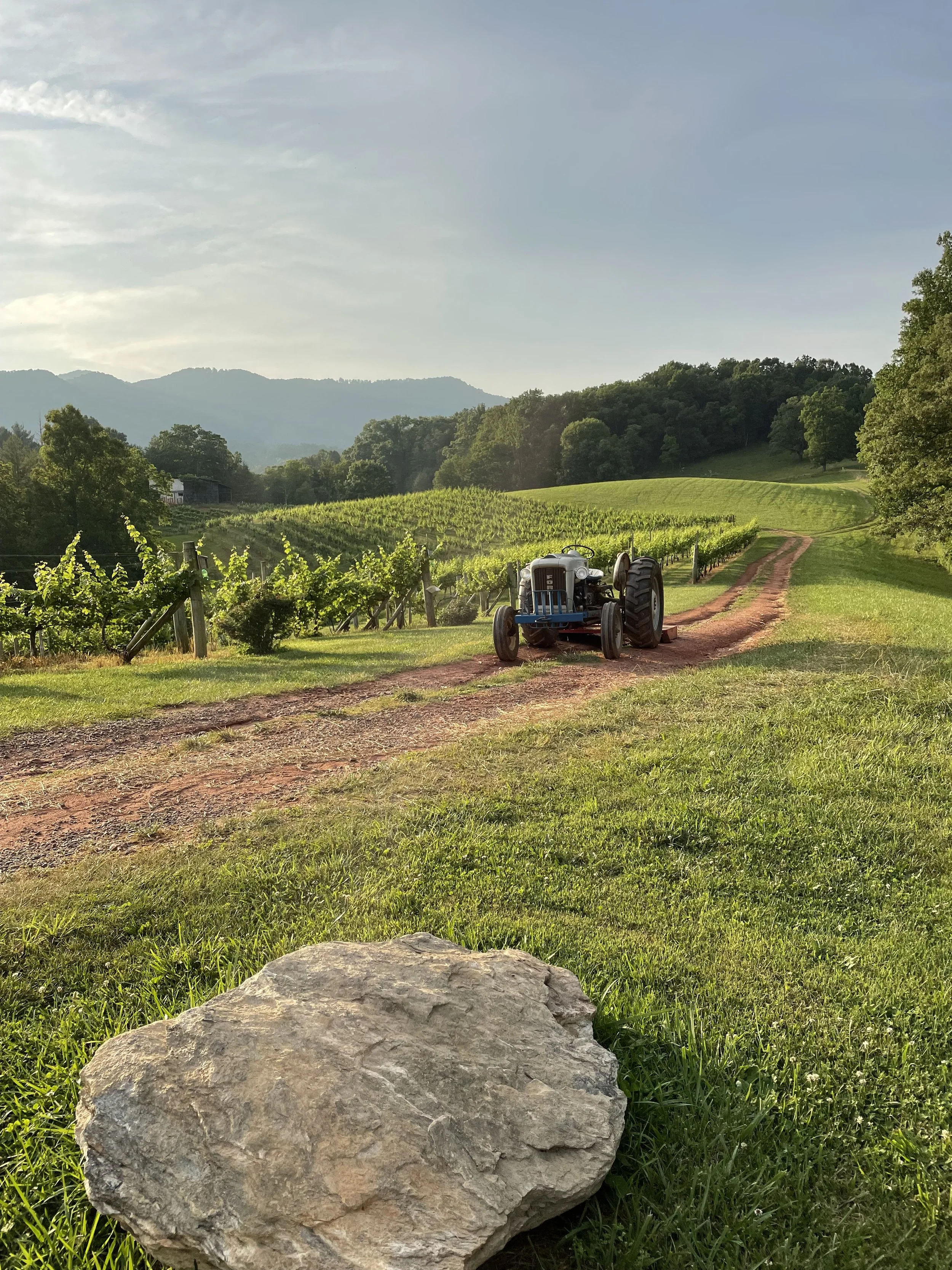 Addison Farms Vineyard