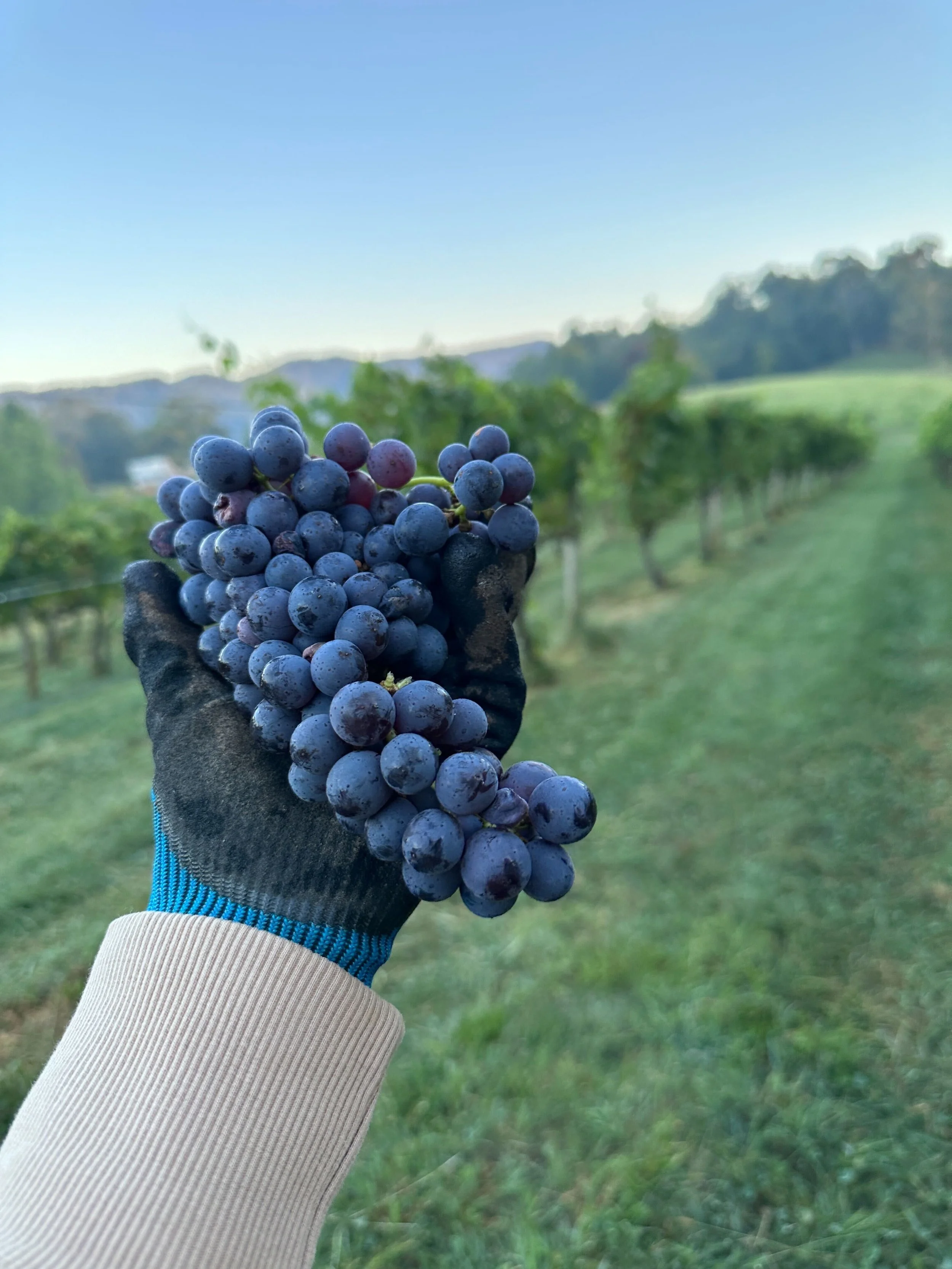 Freshly harvested purple wine grapes held in a gloved hand among the vineyard rows at Addison Farms Vineyard in Leicester, North Carolina.