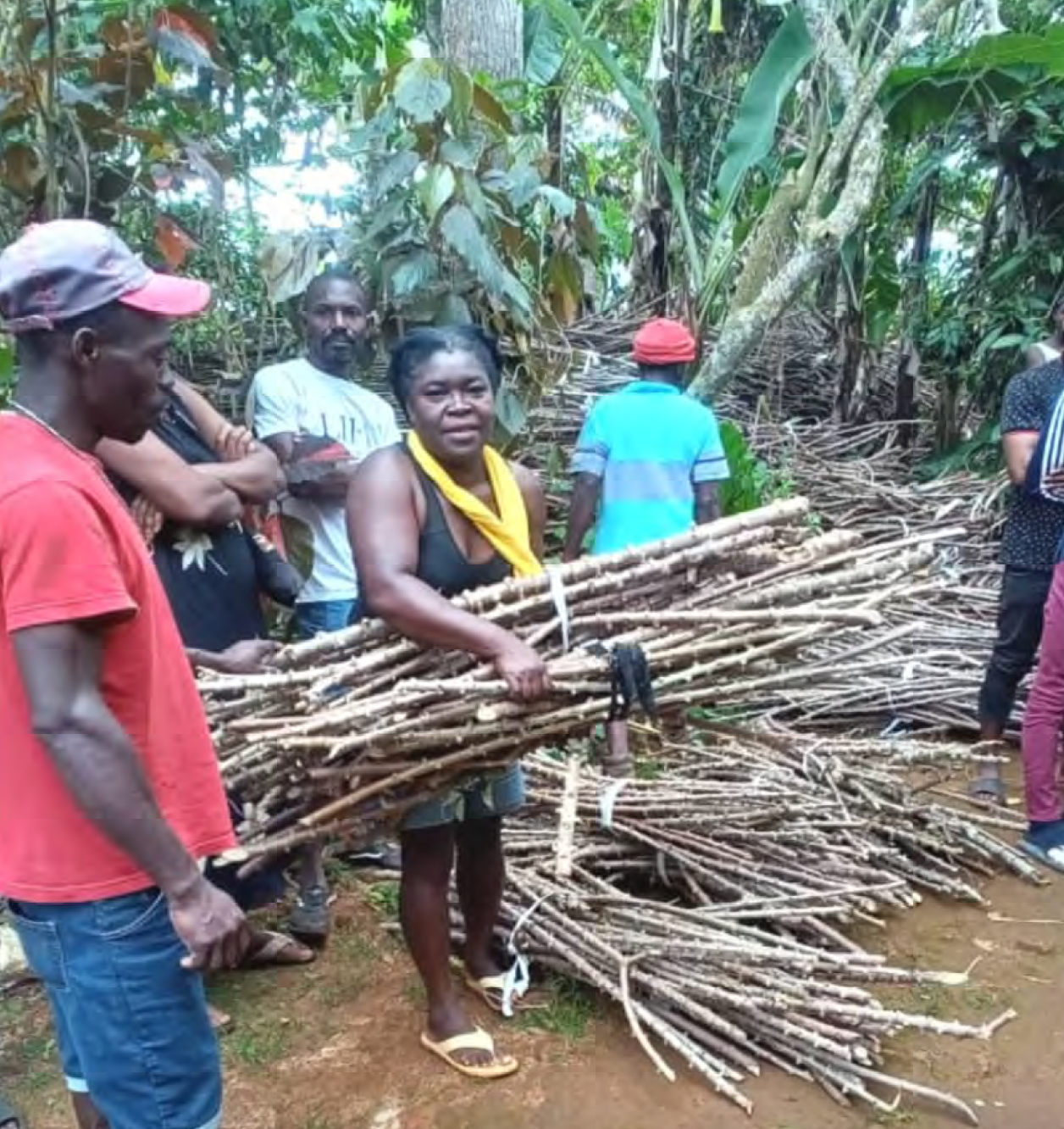 Farmers receiving cassava cuttings.png