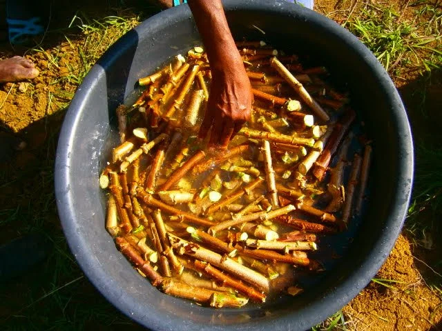Cassava Cuttings Being Prepared for Planting.jpg