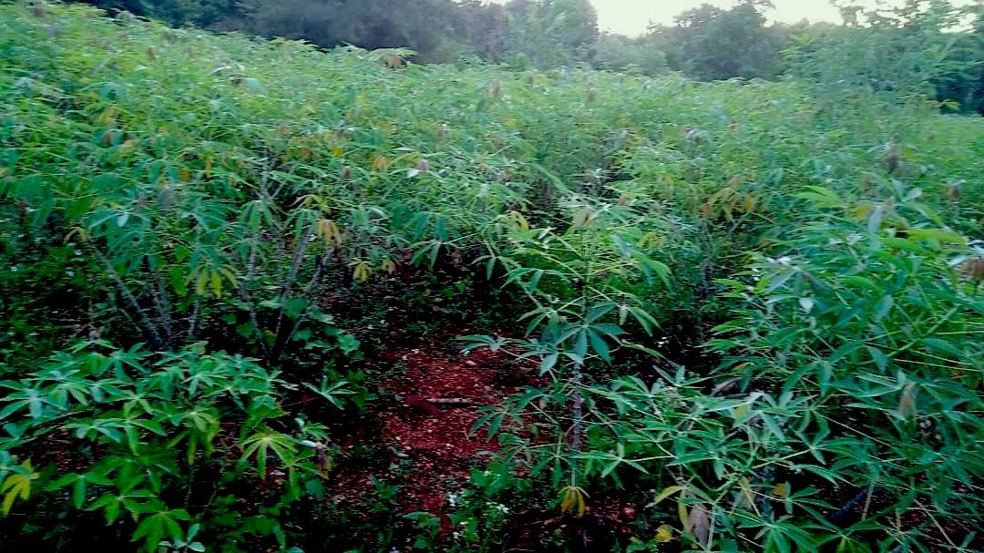 Cassava Field Jeannette 2024.jpg