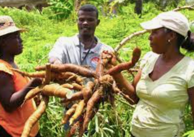 Cassava - farmers with ytheir harvest.png