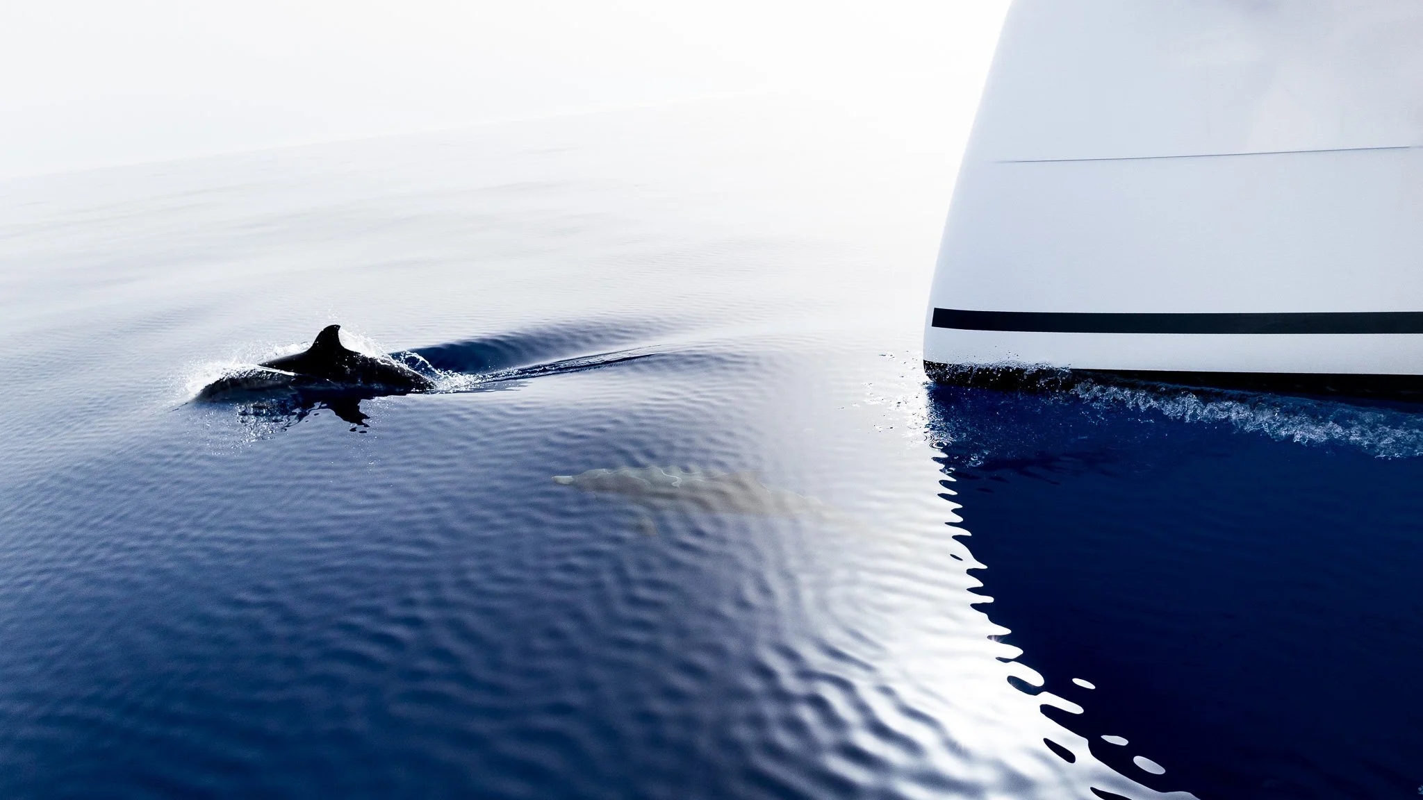 The image shows a whale fin emerging from the water near the side of a boat, with the ocean and sky in the background.