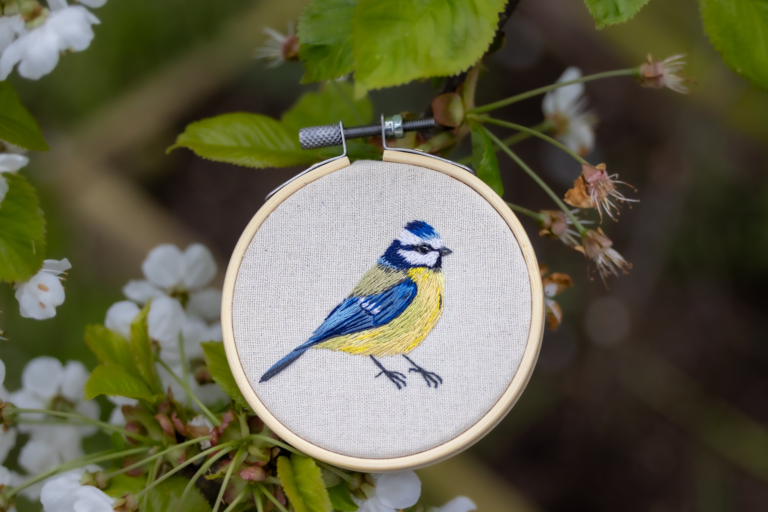 bluetit.jpg