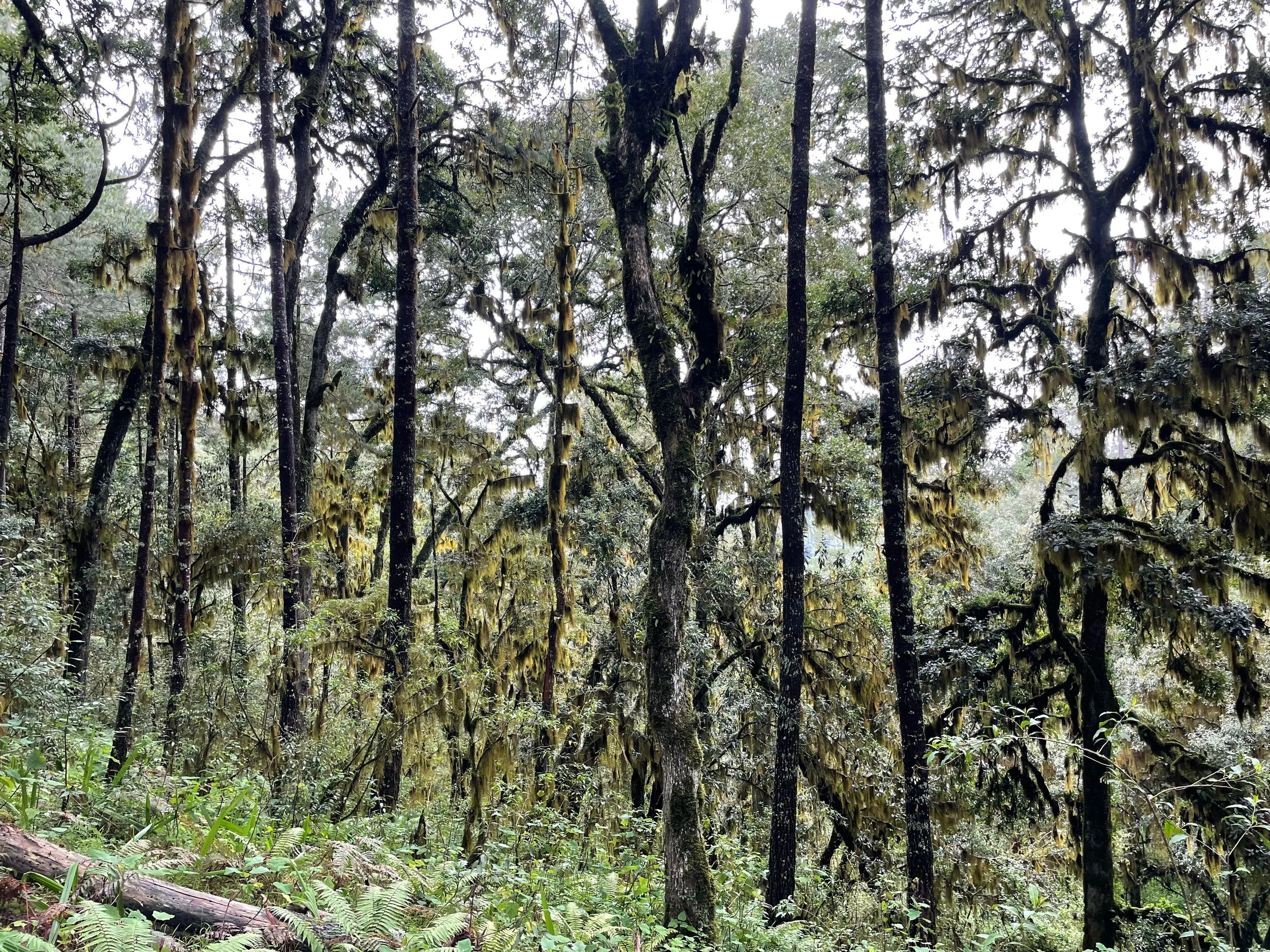 WhatsApp Image 2026-01-18 at 7.22.58 PM (1).jpeg