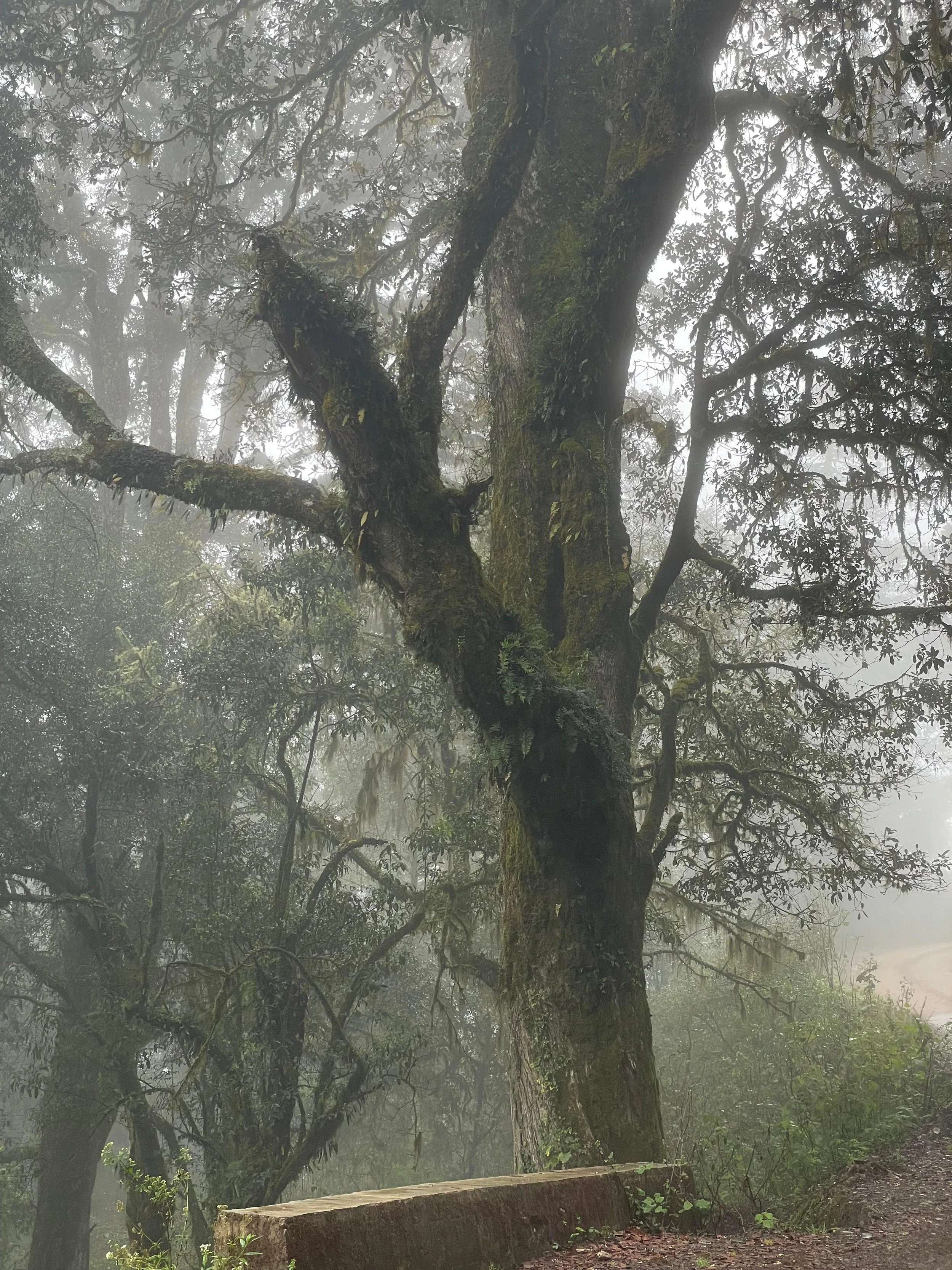 WhatsApp Image 2026-01-19 at 5.53.41 PM (1).jpeg