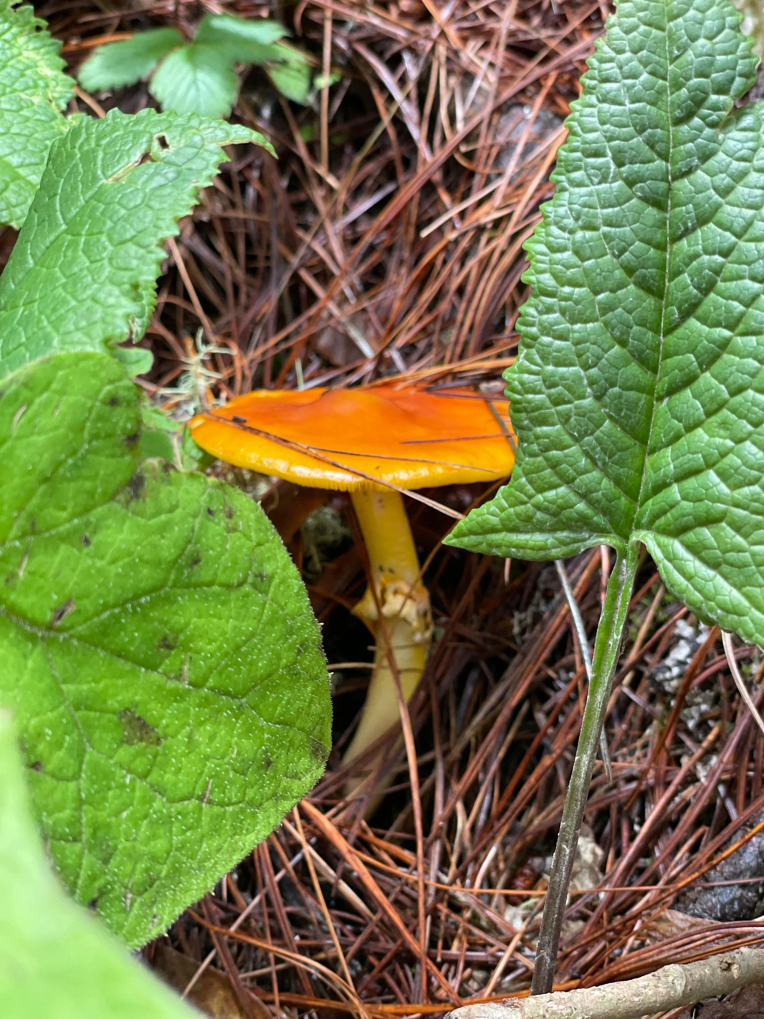 WhatsApp Image 2026-01-18 at 7.22.57 PM.jpeg