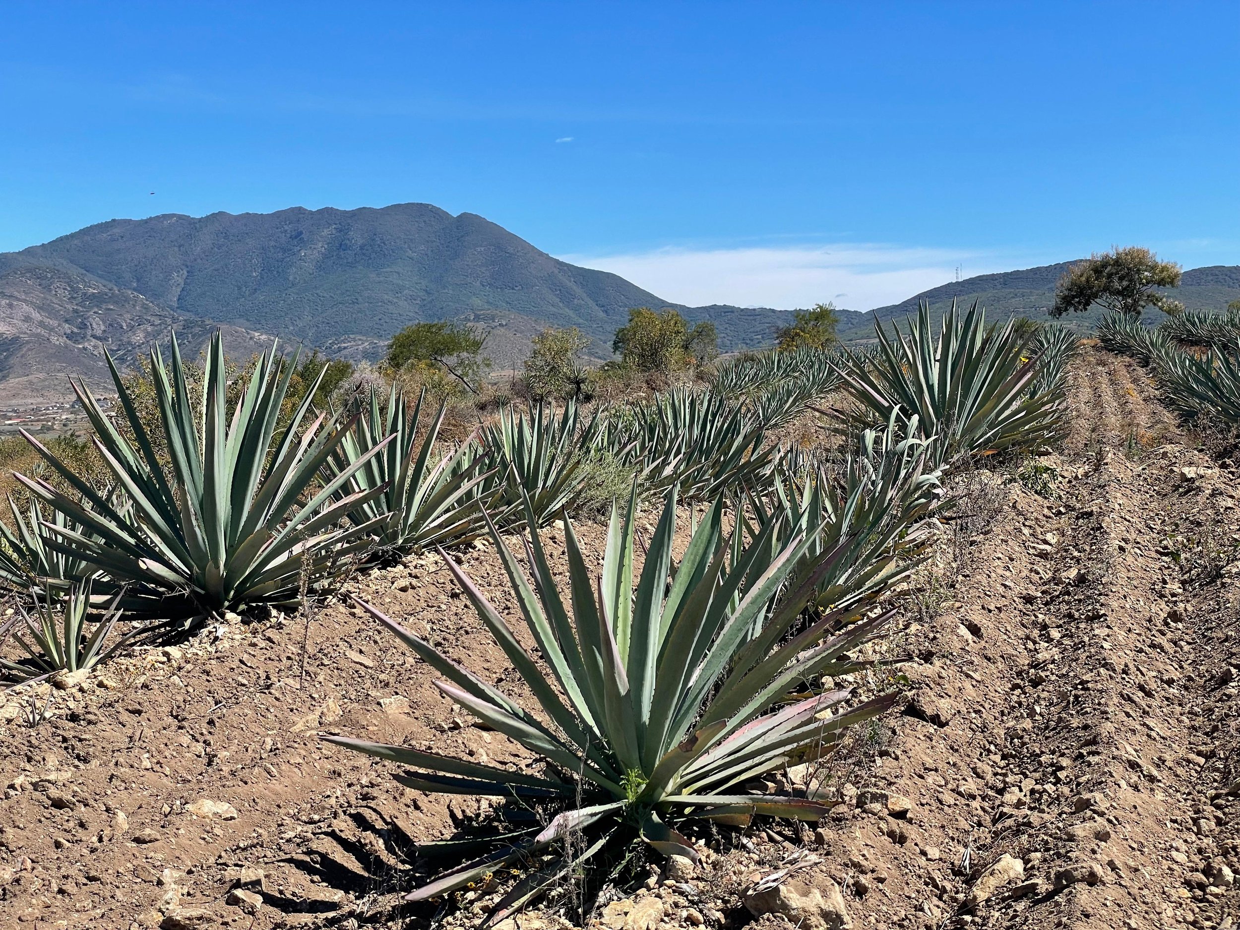 WhatsApp Image 2026-03-23 at 2.27.48 PM (2).jpeg