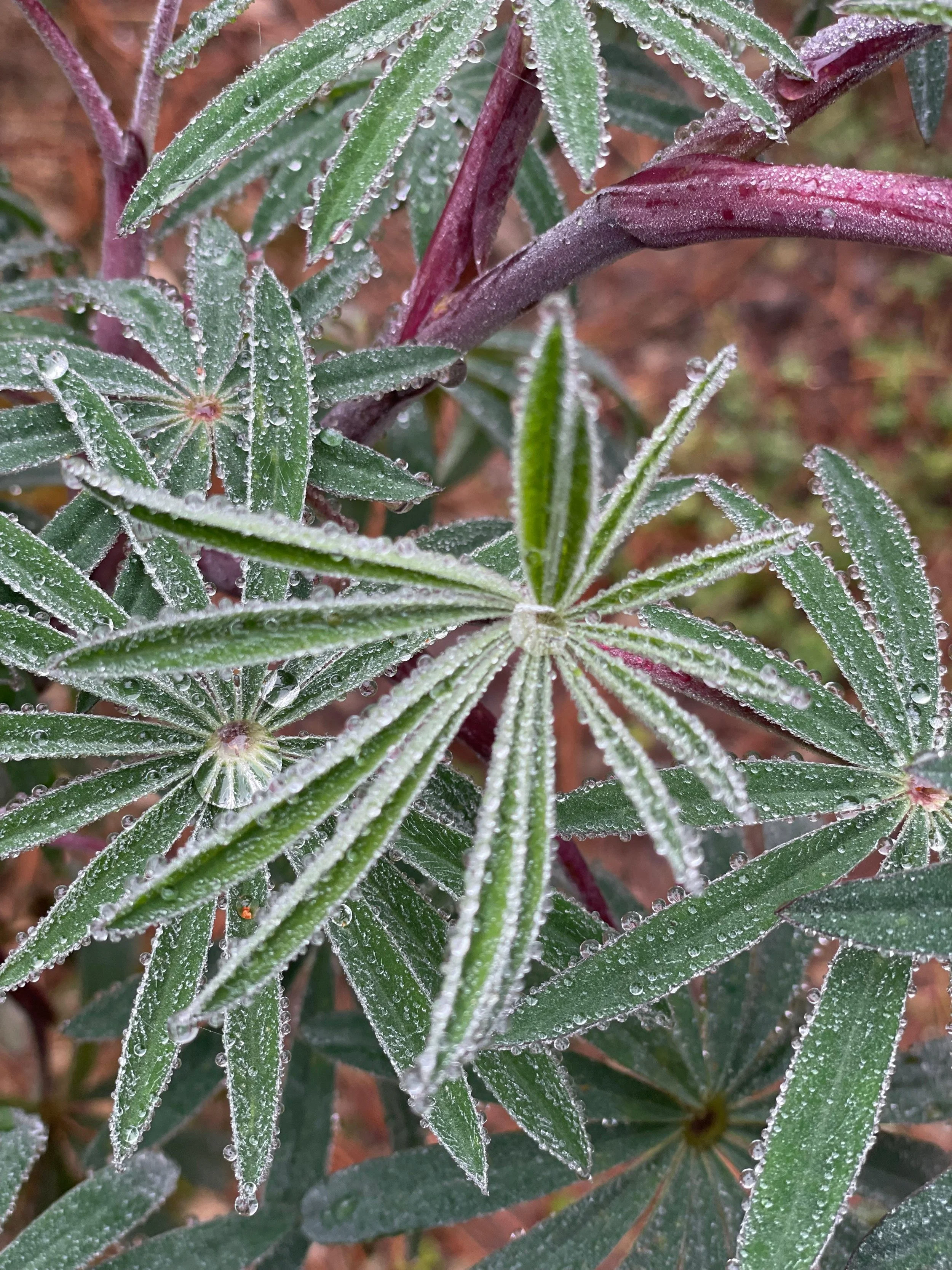 WhatsApp Image 2026-01-19 at 5.53.41 PM (4).jpeg