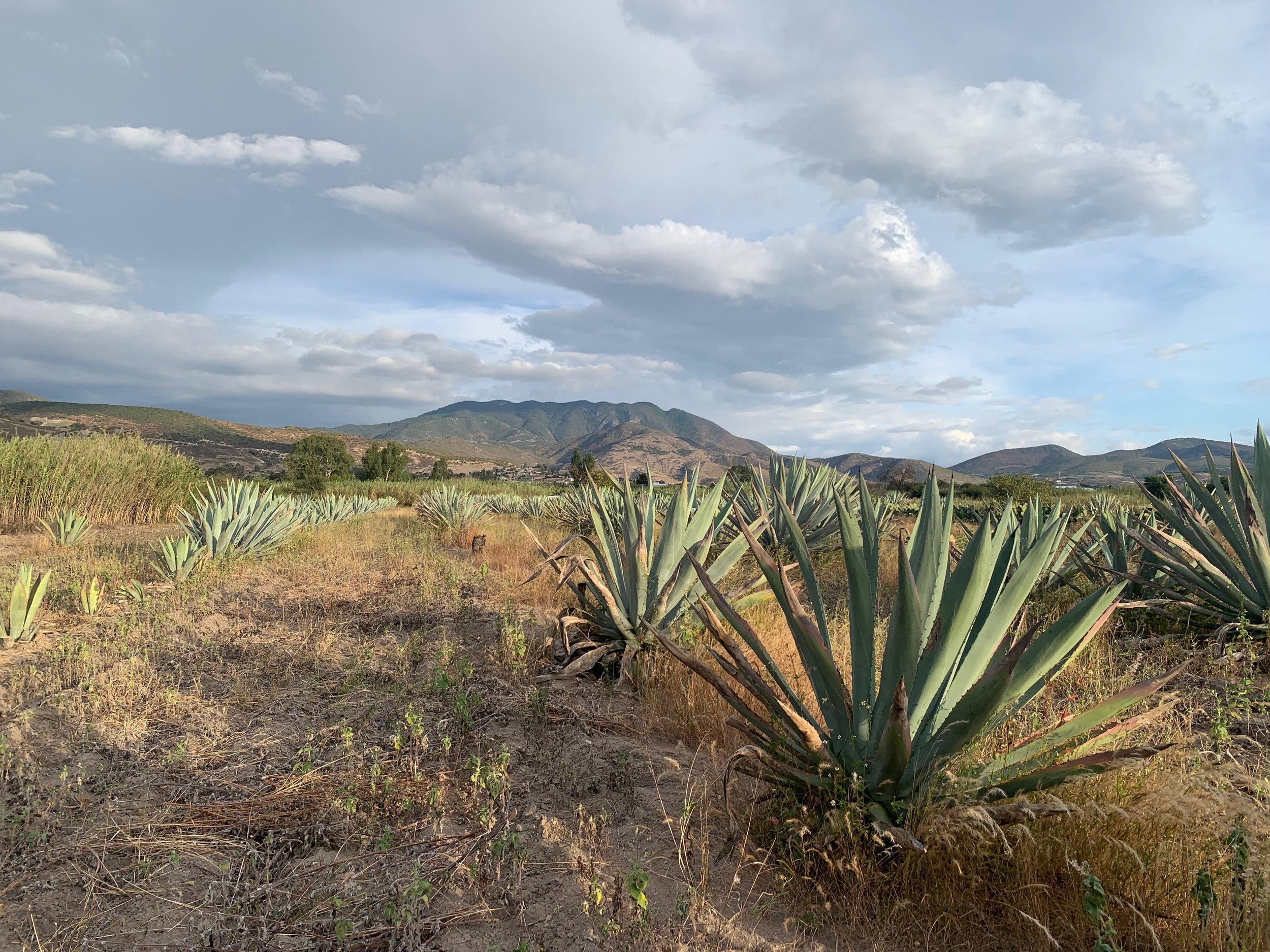 WhatsApp Image 2026-01-22 at 12.01.56 PM.jpeg