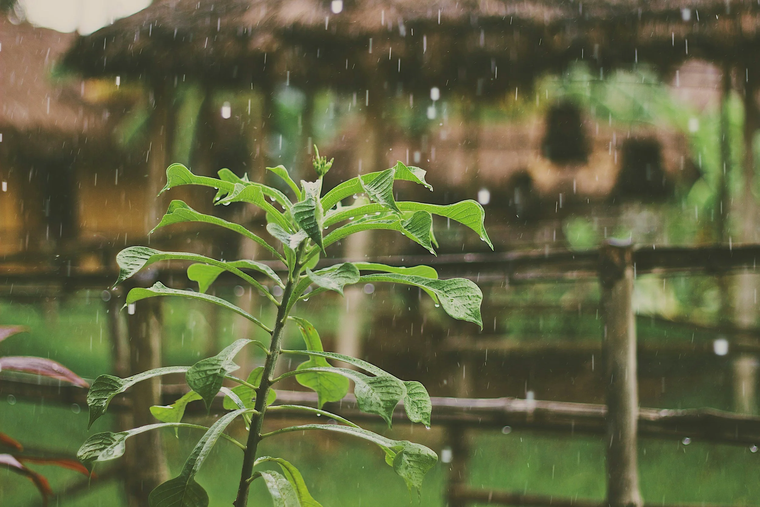 Growing Faith in the Flood Season: Ministry Advancing in the Amazon