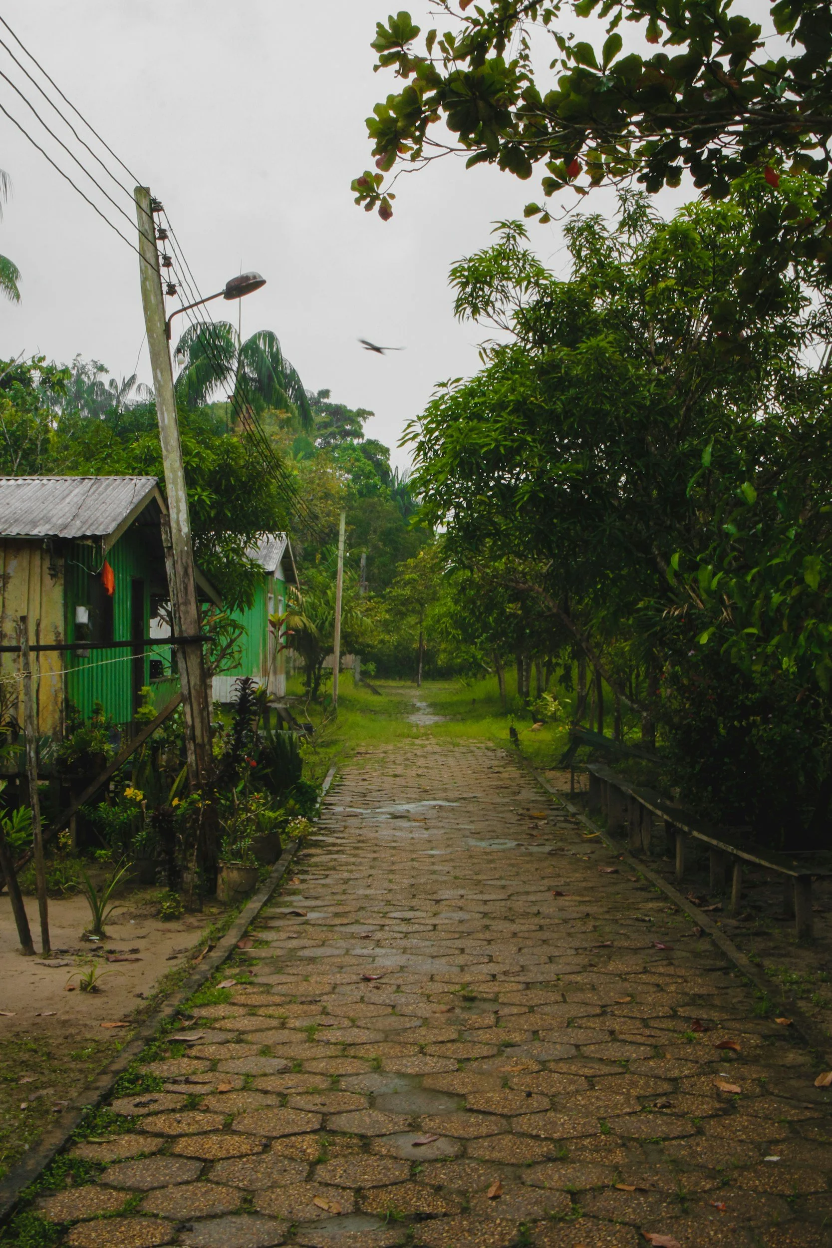 Until the Amazon Praises: Faith in a Season of Growth