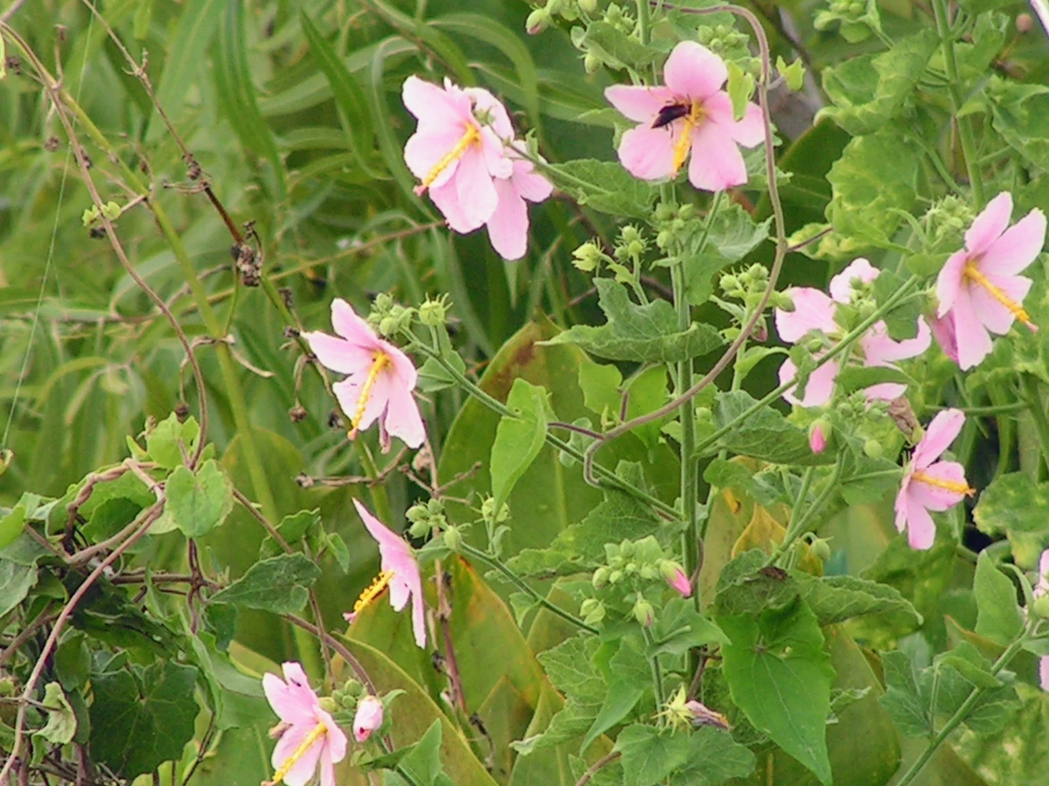 Leu Gardens Plant Show and Sale (Copy)