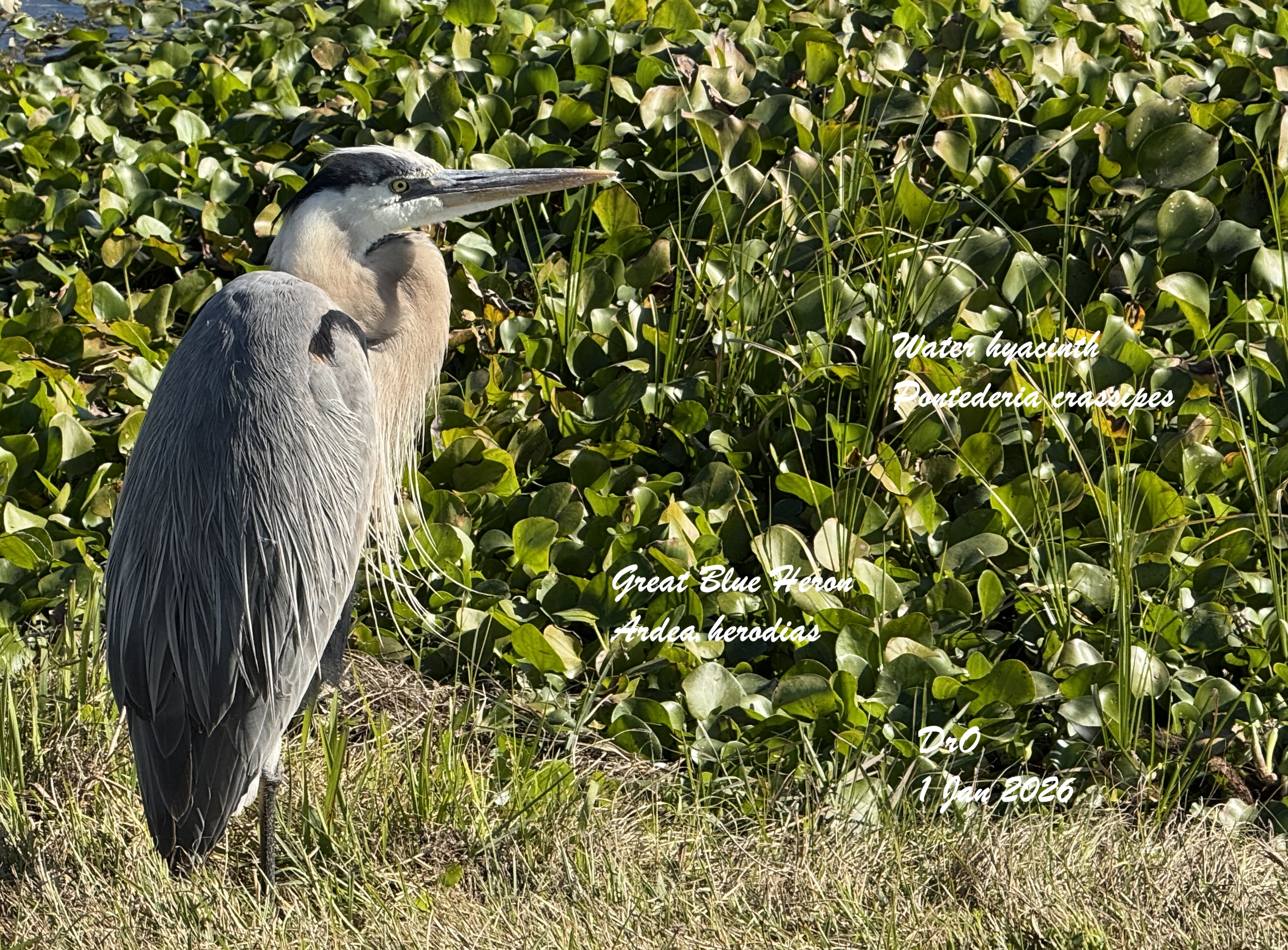 A Great Blue Heron, Ardea herodis, on the shore of Lake Apopka fronting water hyacinth, Pontederia crassipes.