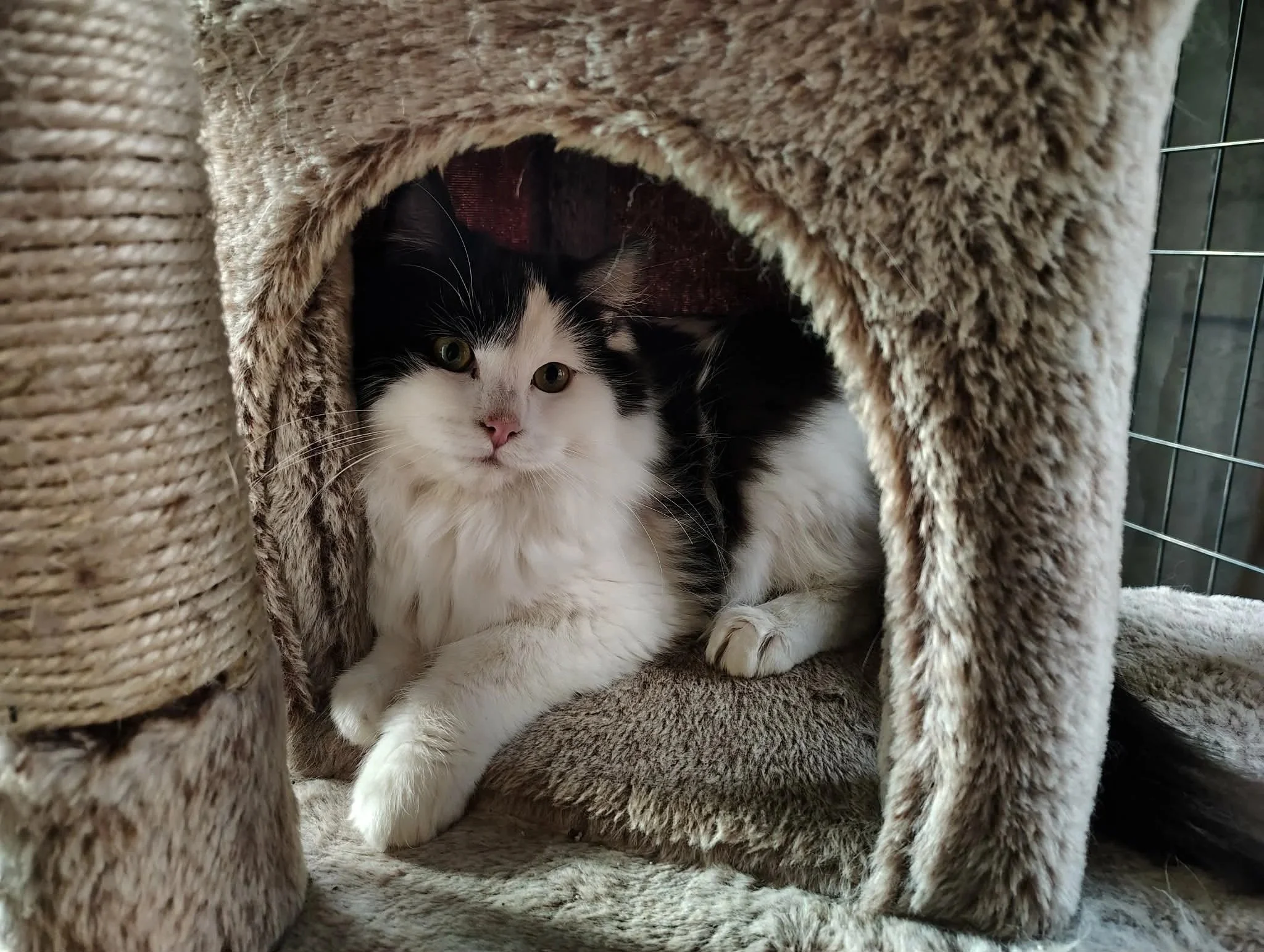 Black and White Ragamuffin Ragdoll