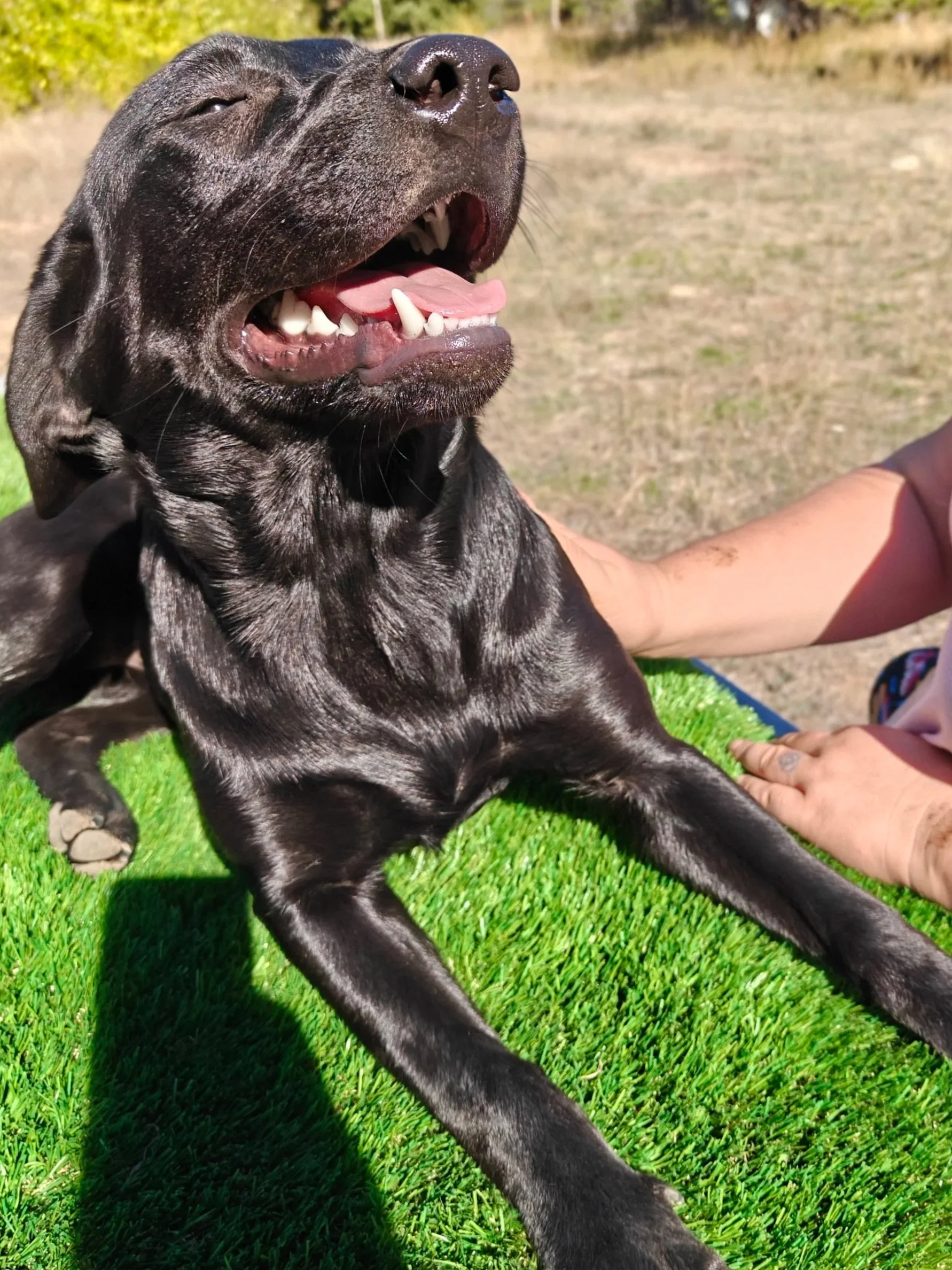 Betty_Black_Lab_Female