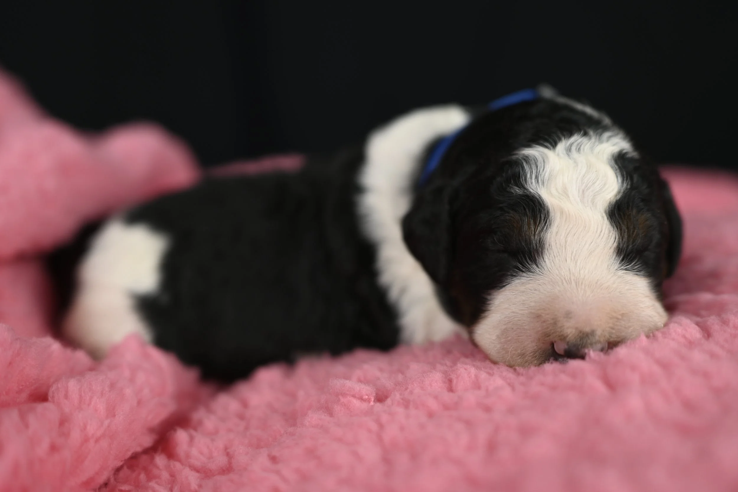 Parti Tricolor Male 2