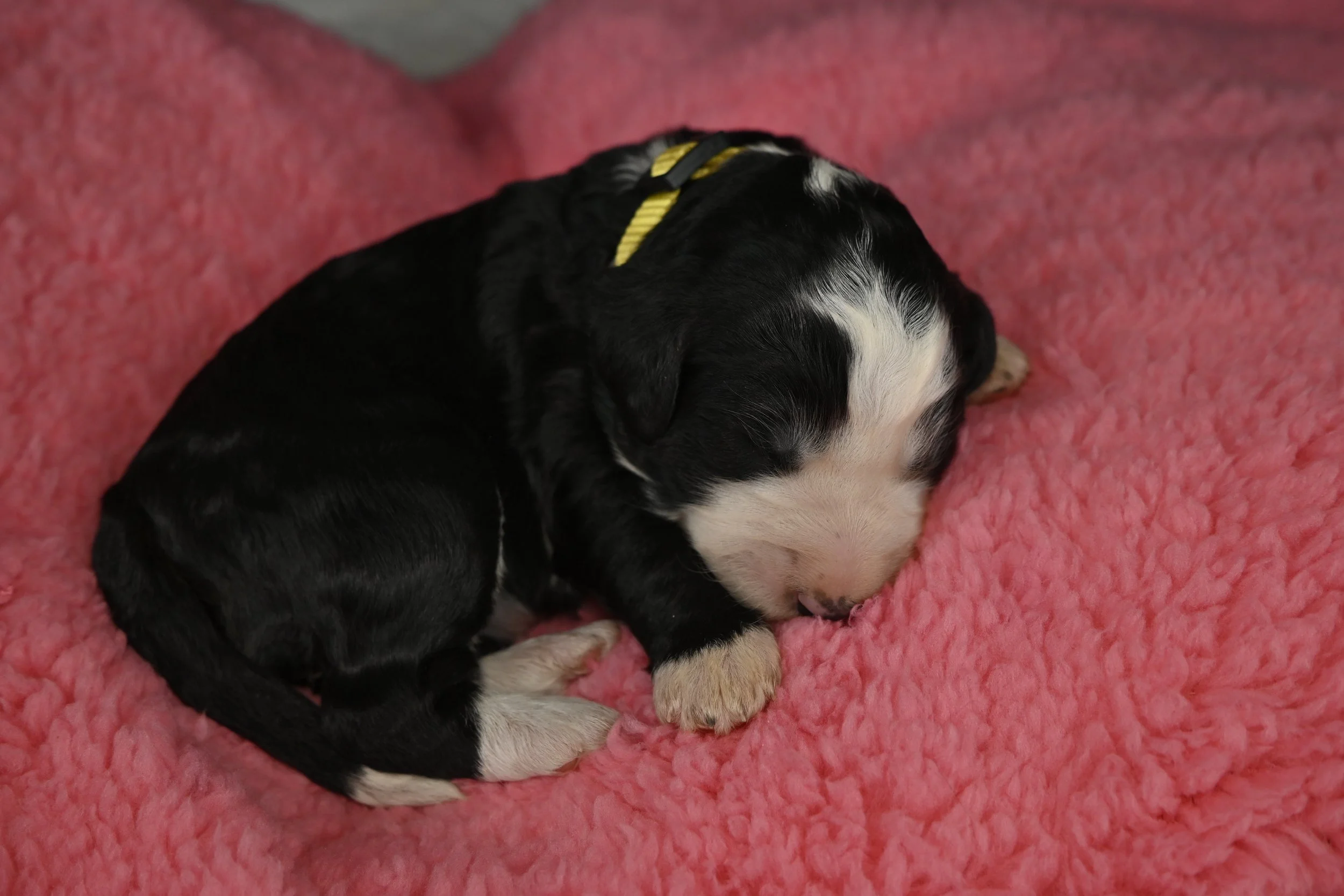 Black & White Female