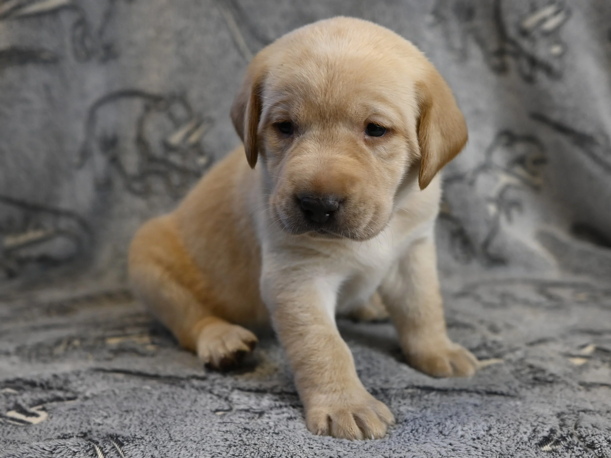 Yellow Collar