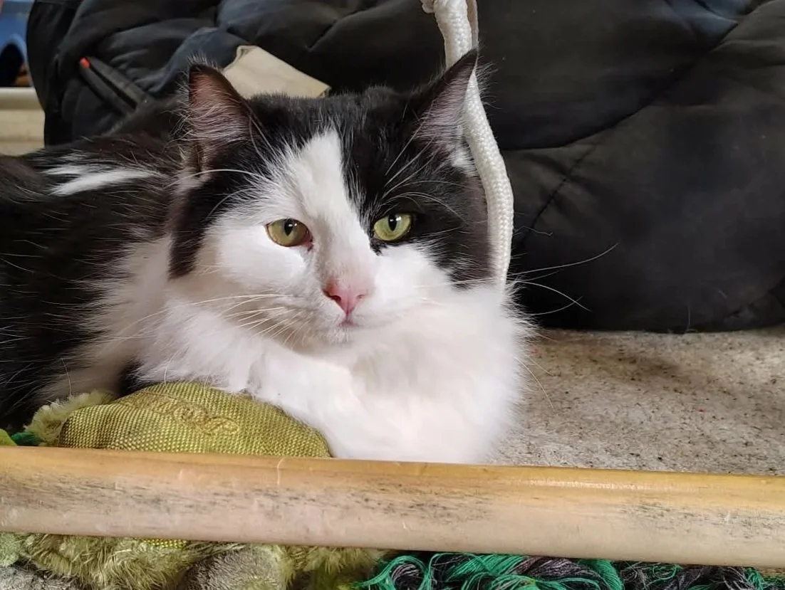 Black and White Ragamuffin Ragdoll Cat