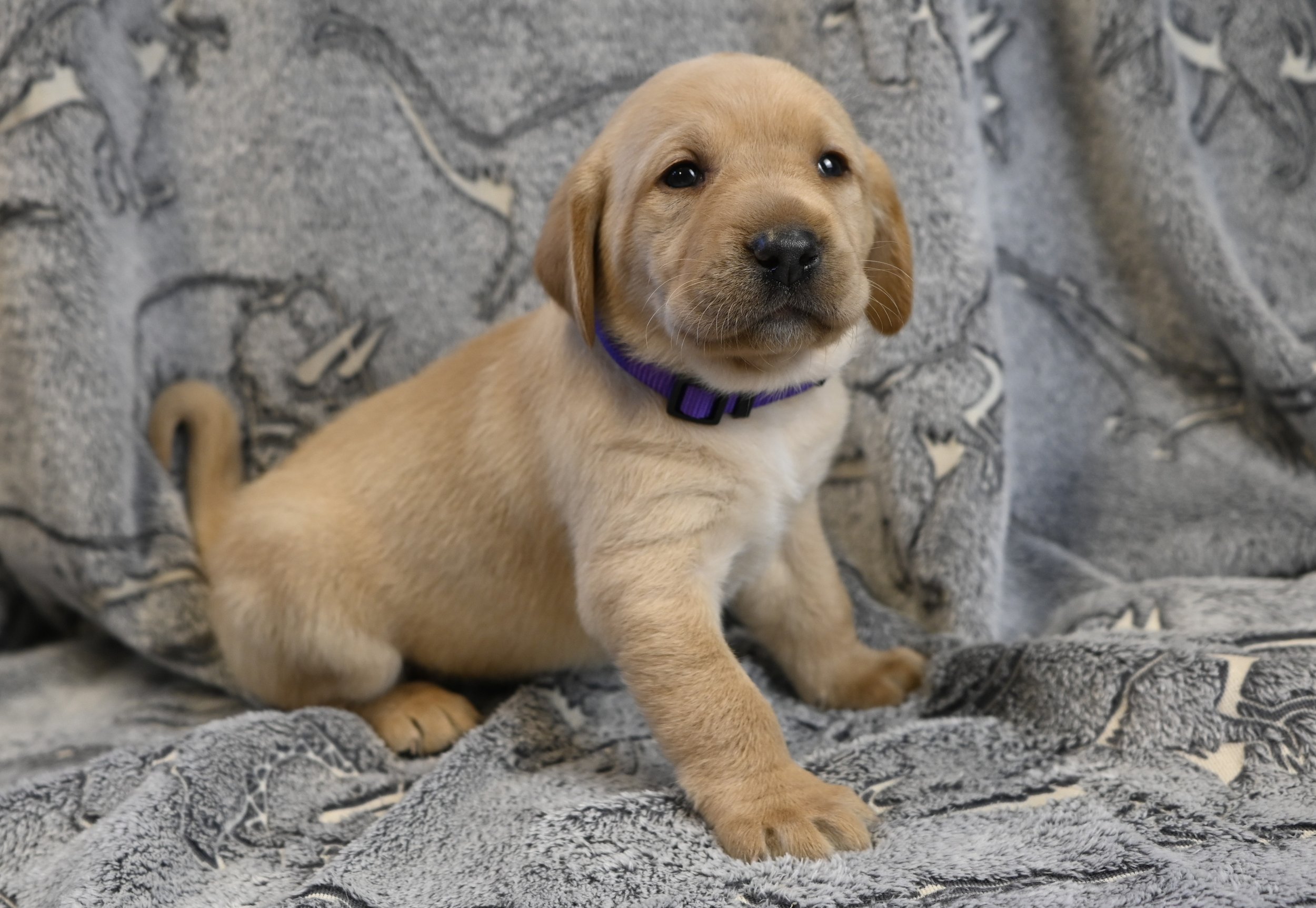 Purple Collar