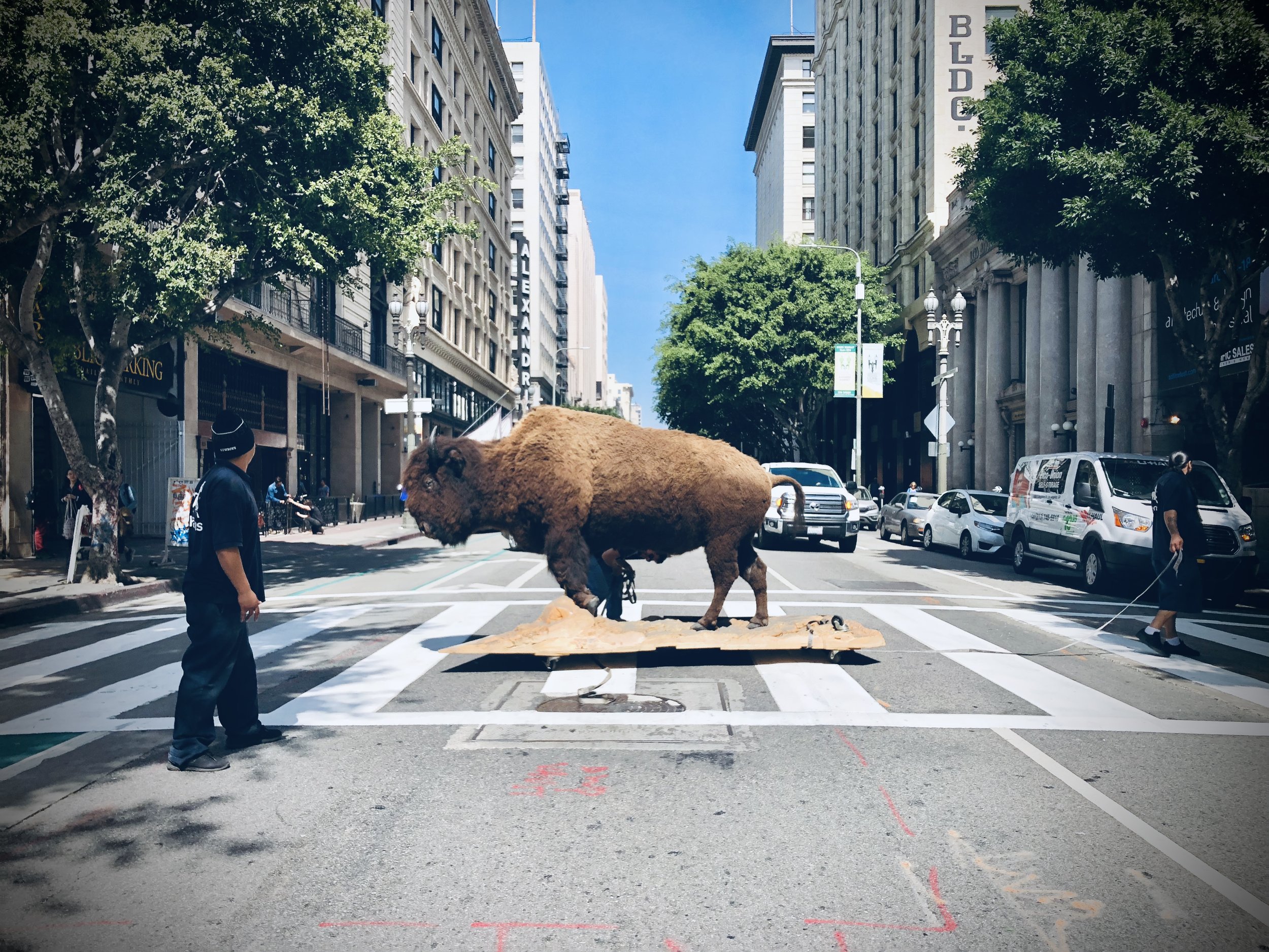 Buffalo.jpg