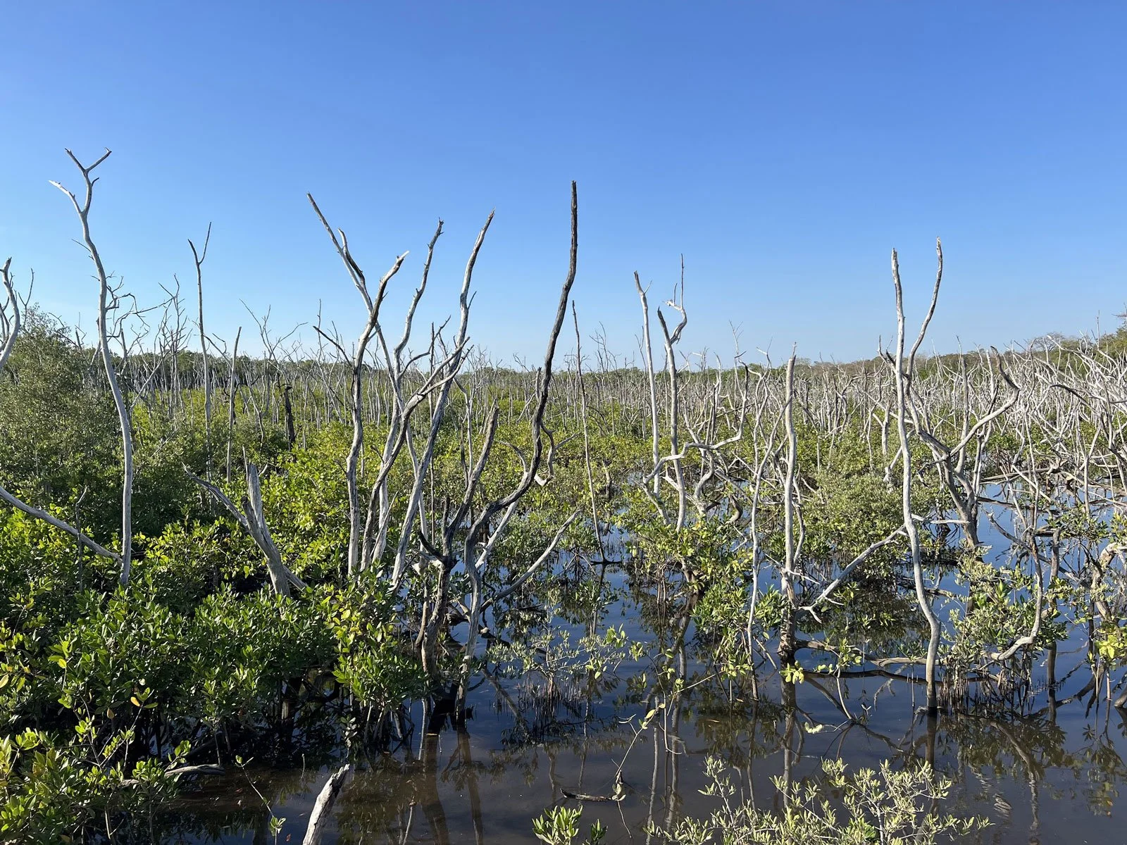 Wetland Delineation Services