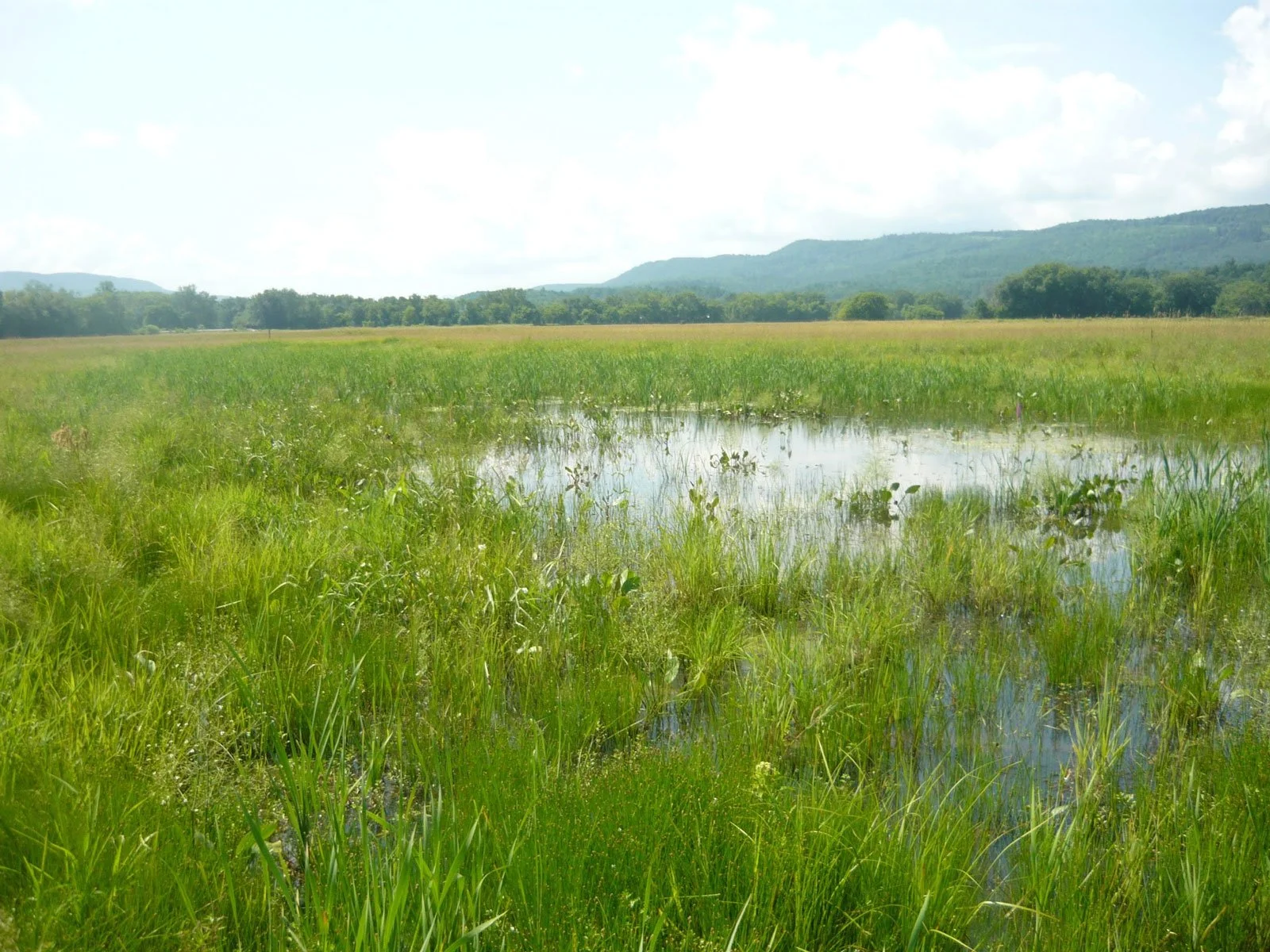 Wetland Restoration Services