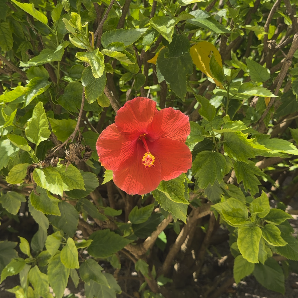 Tropical Botanica