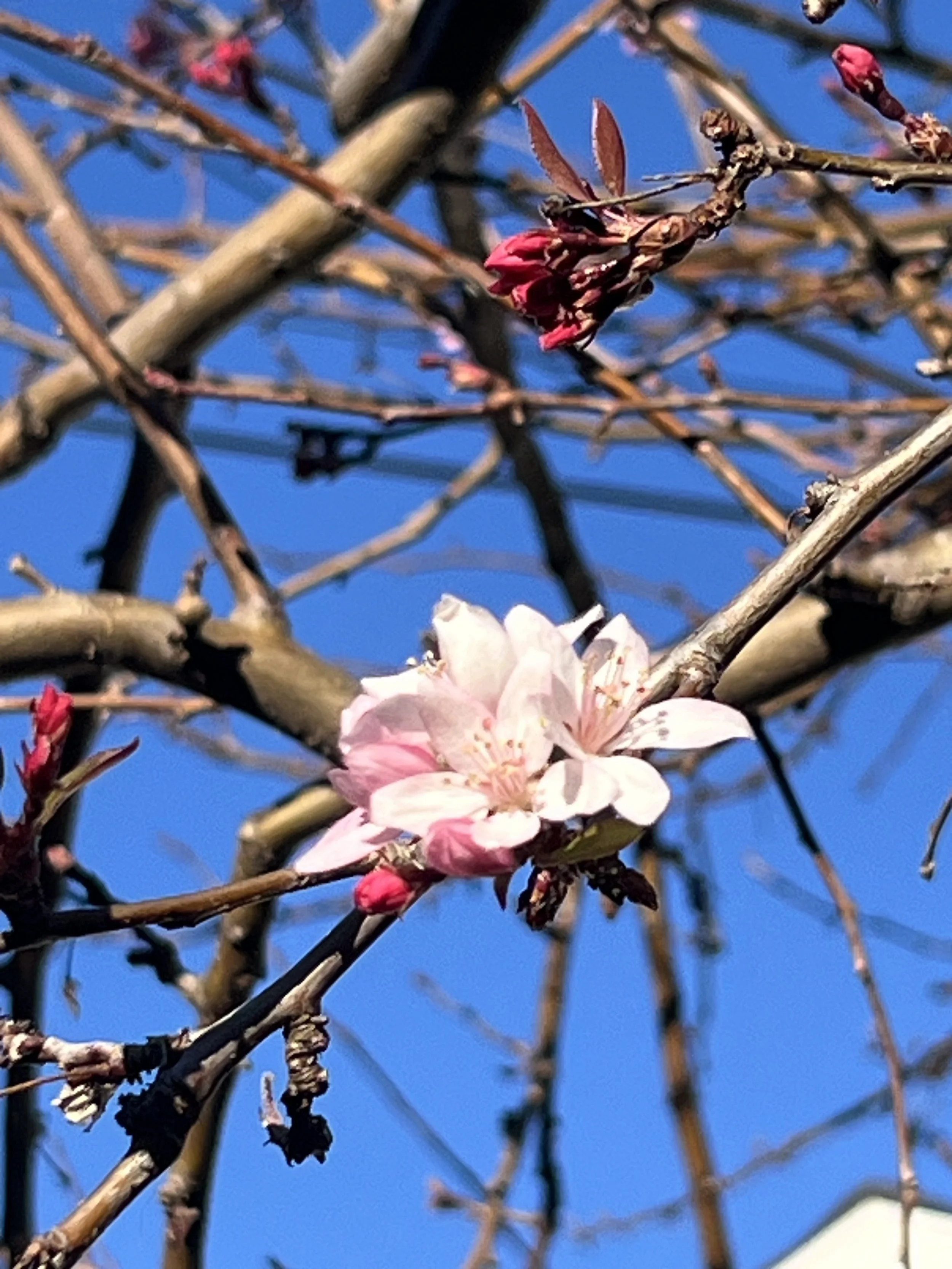 When Someone Finally Say What They Want