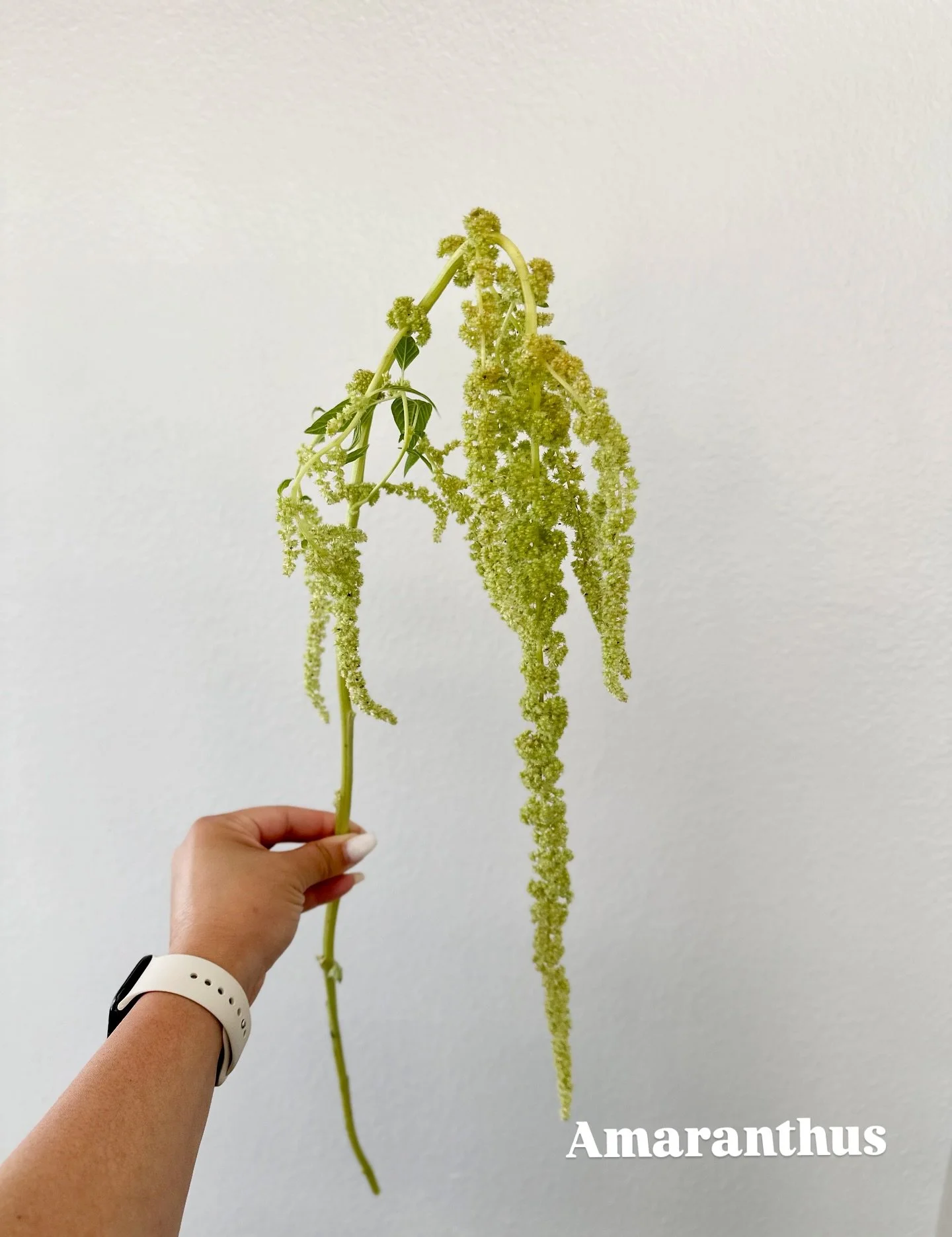 Some favorite greenies 🥝🫒🍋&zwj;🟩🍈
&bull;
&bull;
&bull;
&bull;
&bull;
#amaranthus #anthurium #viburnum #bellsofireland #limehydrangea #greencarnations #greenfloralrecipe #greentropicalflowers #tropicalflowers #sandiegoflorist #oceansideflorist #o