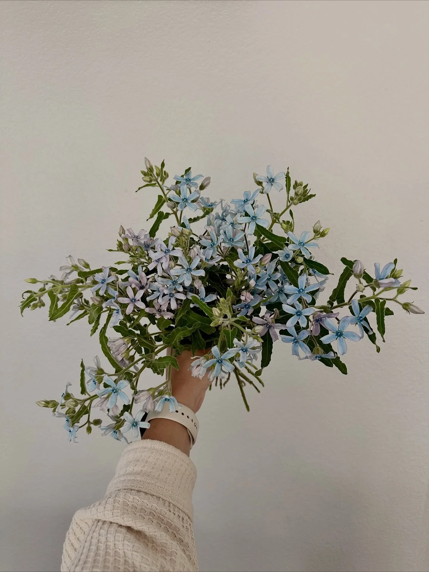 Pastel florals for this rainy wedding 🎊
&bull;
&bull;
&bull;
&bull;
&bull;
#pastelbridalbouquet #blueandpinkflowers
#sandiegoflorist #oceansideflorist #flowerarrangement #ocflorist #socalflorist #floraldesign #weddingflowers #weddingflorist #eventfl