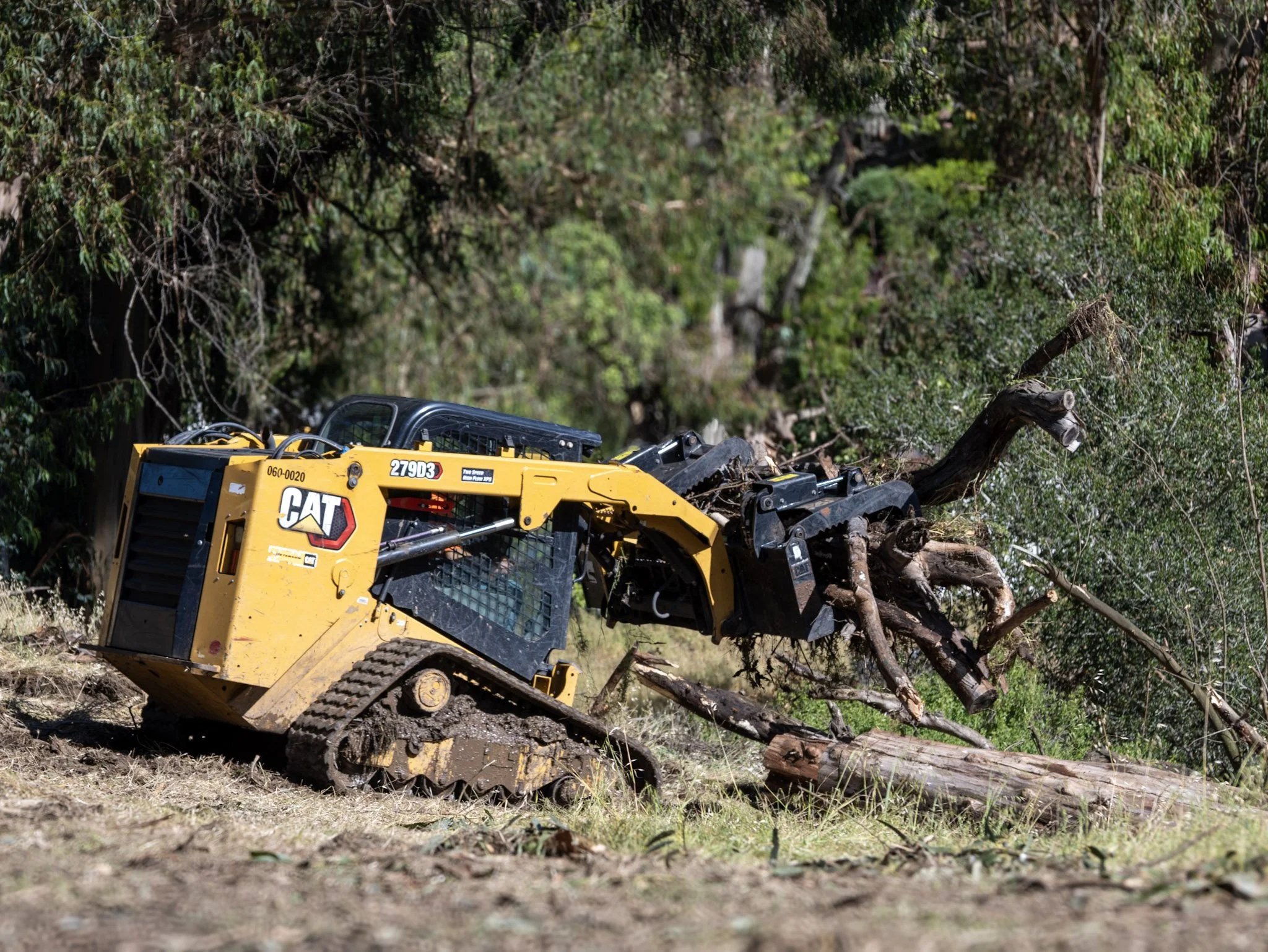 A forest macerator or mulcher clearing a dense thicket of thin, tall trees and bushes, helping to reduce fire fuel. 