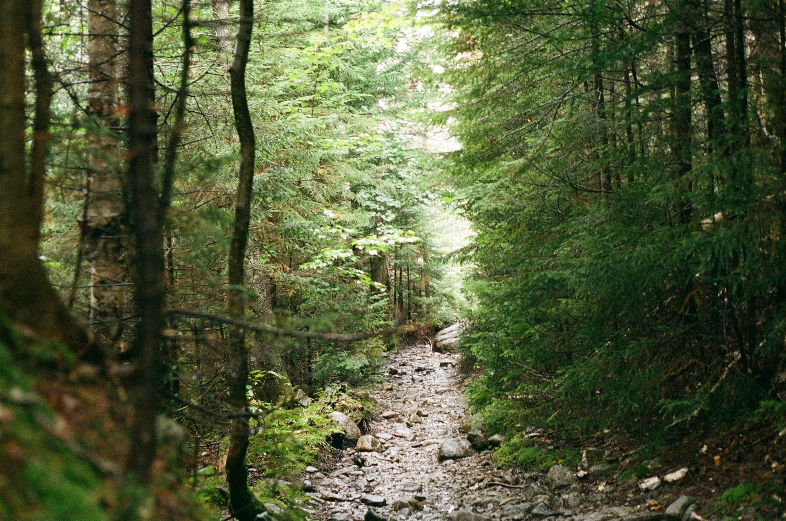 Elemental Recovery’s First Annual Sylvotherapy/Forest Bathing Retreat in the Adirondacks Was a Hit!