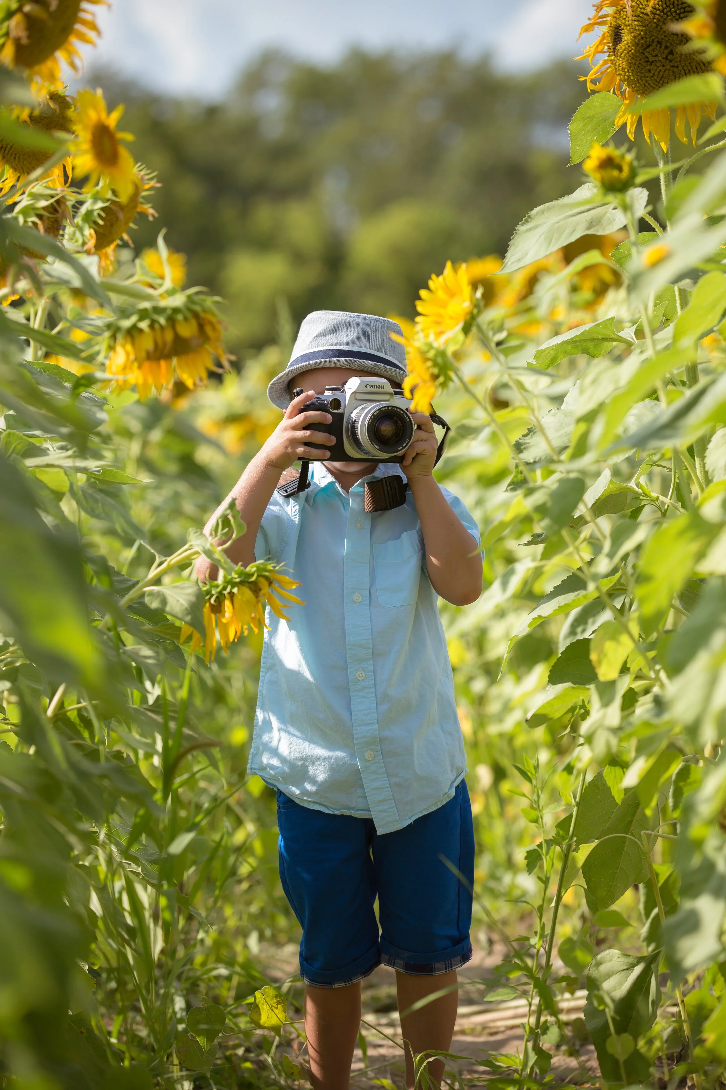 Sunflower Field-3278.jpg